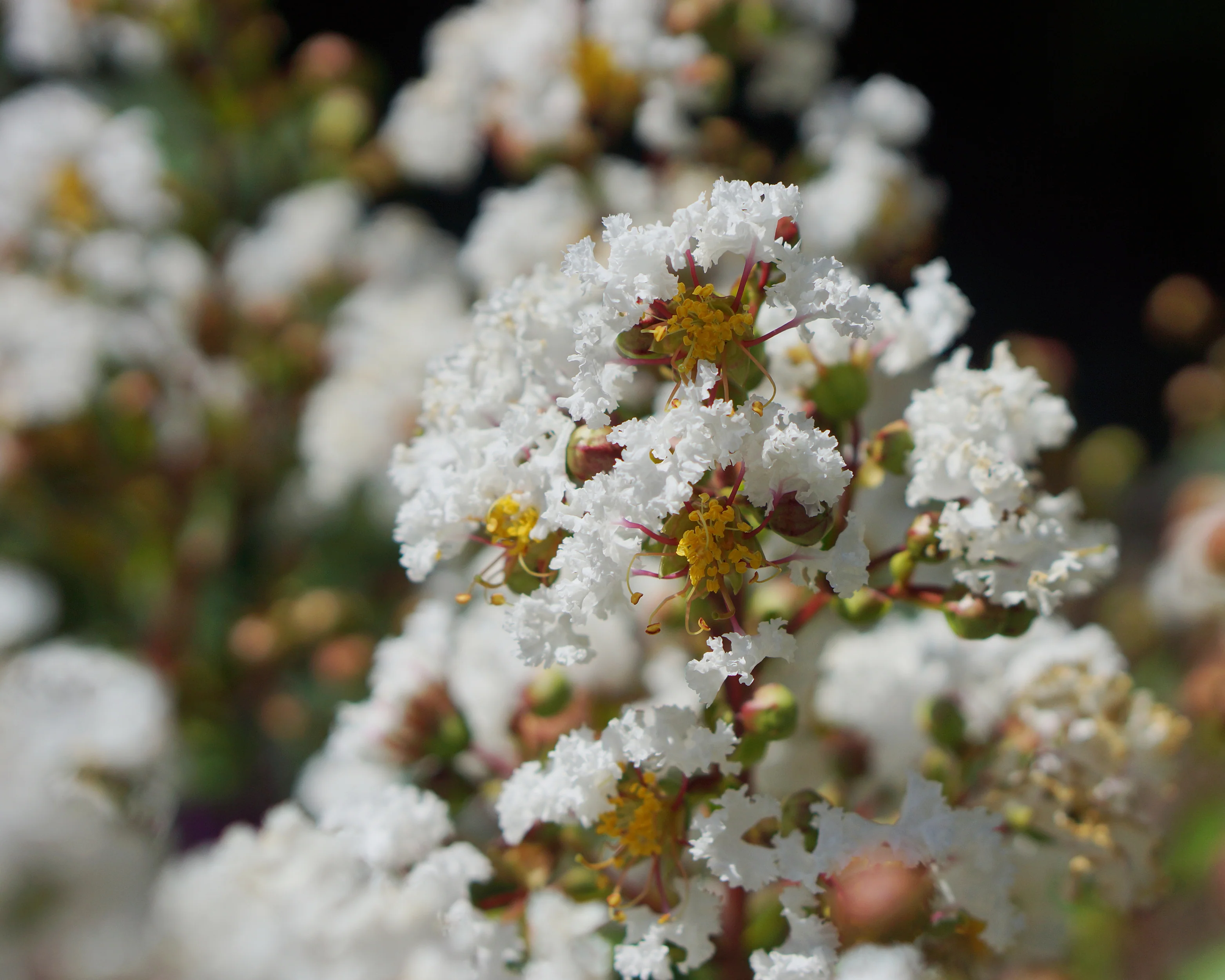 Lagerstroemia 'Virgin' - Image 8