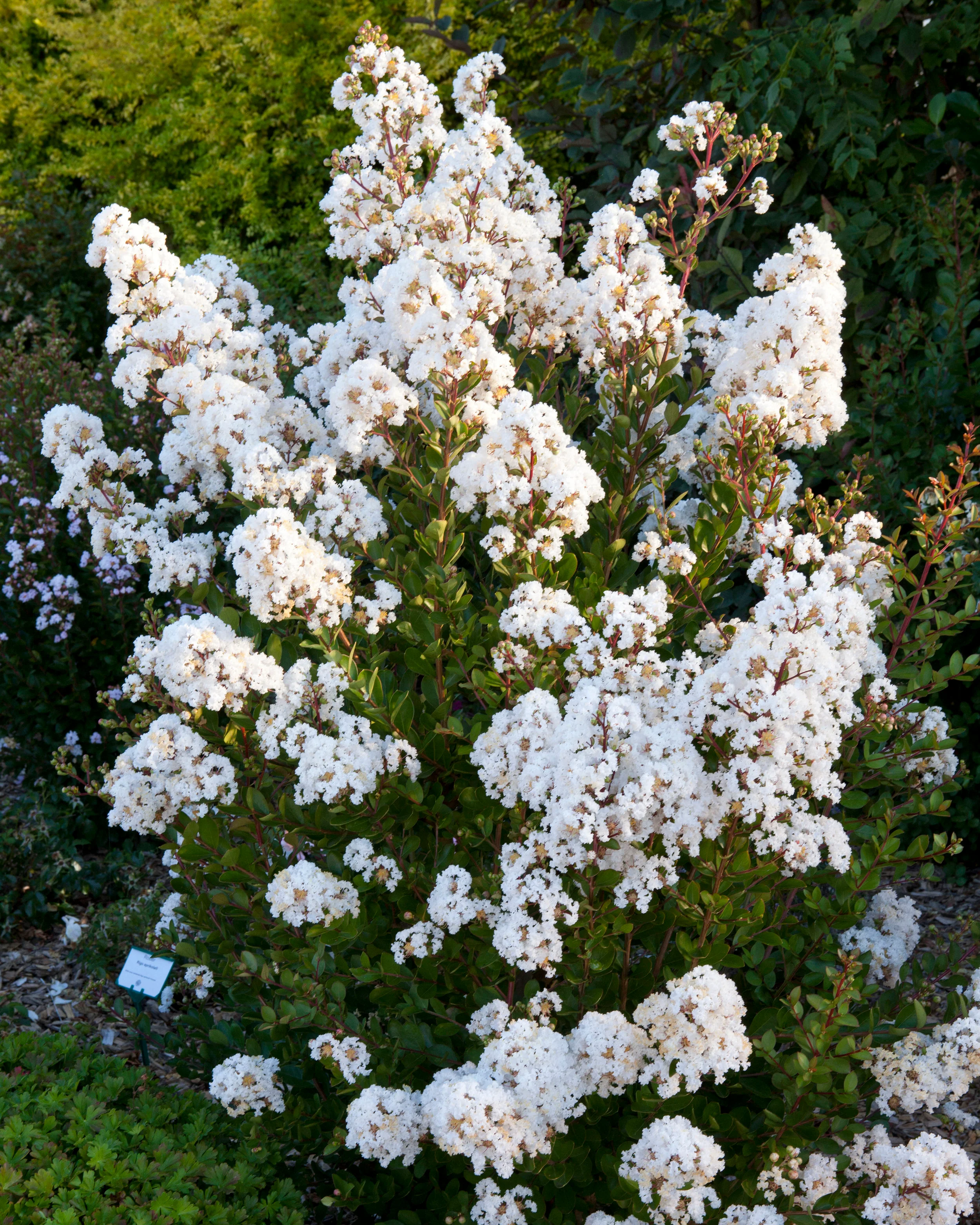 Lagerstroemia 'Virgin' - Image 9
