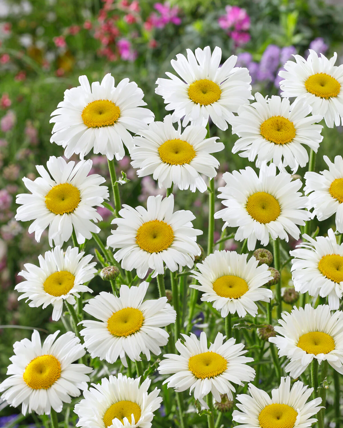Leucanthemum 'Diamond Supreme' - Image 2