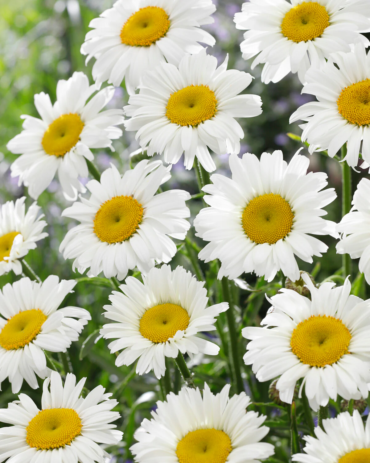 Leucanthemum 'Diamond Supreme' - Image 3
