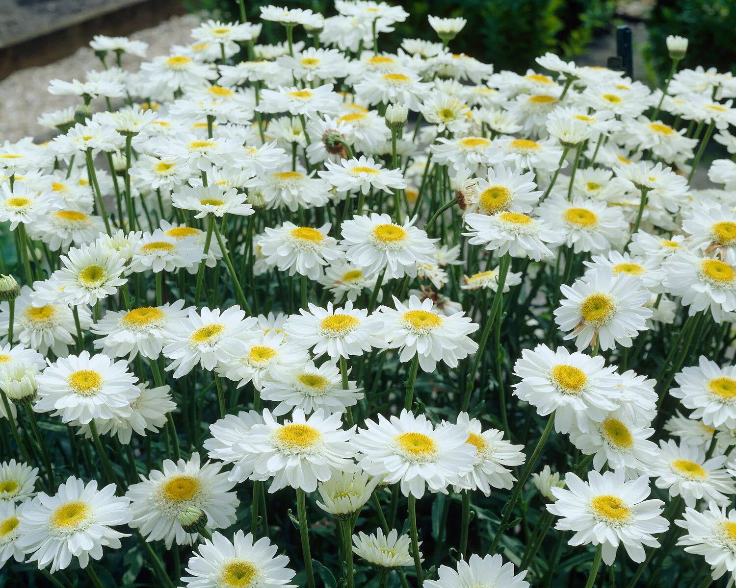 Leucanthemum 'Sunny Side Up' - Image 2