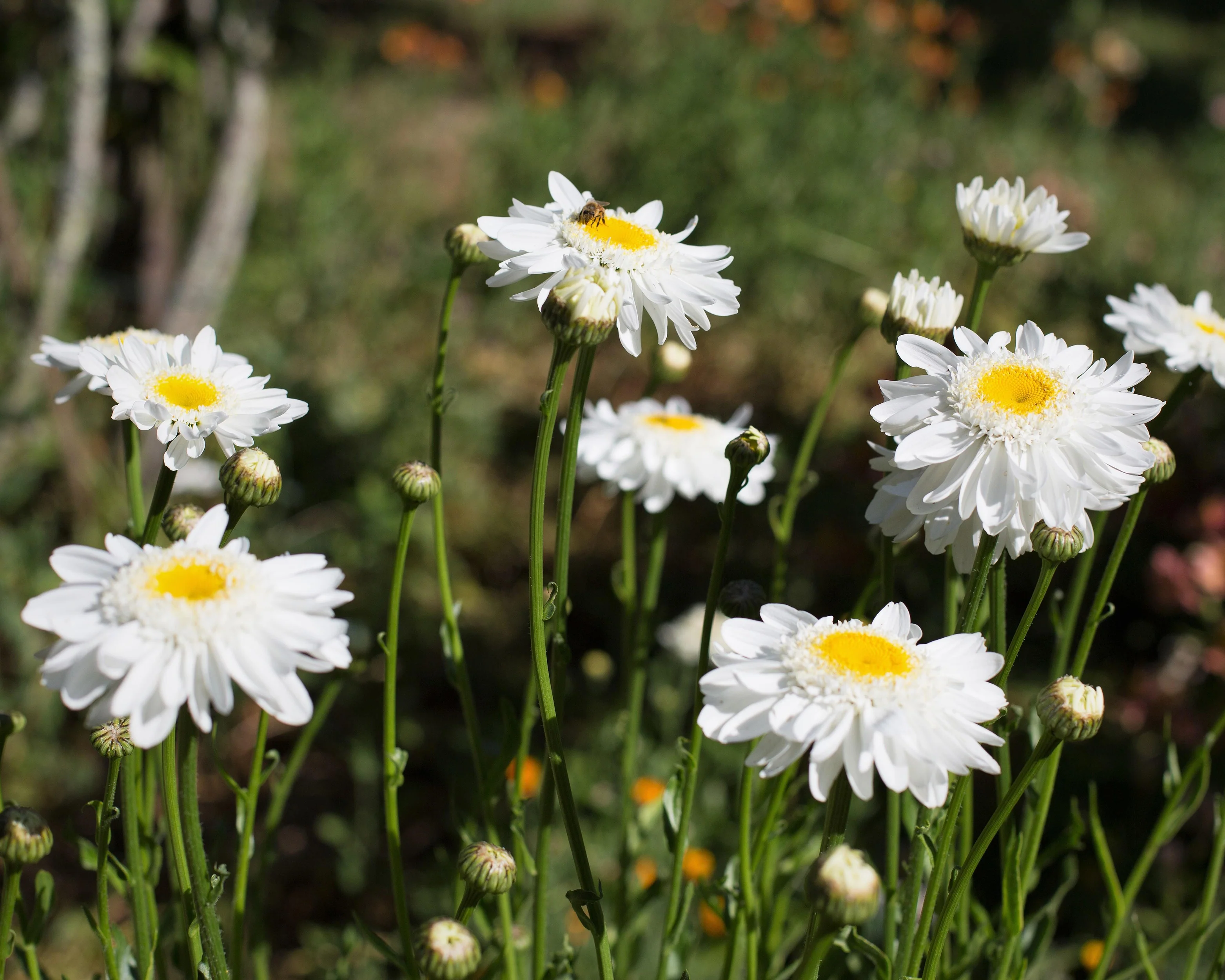 Leucanthemum 'Sunny Side Up' - Image 3