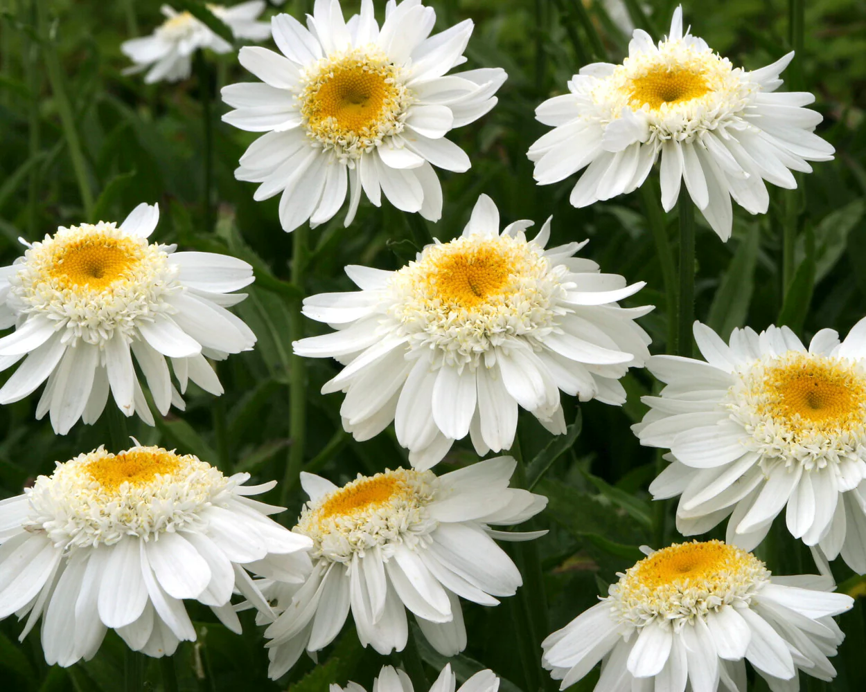 Leucanthemum 'Sunny Side Up' - Image 4