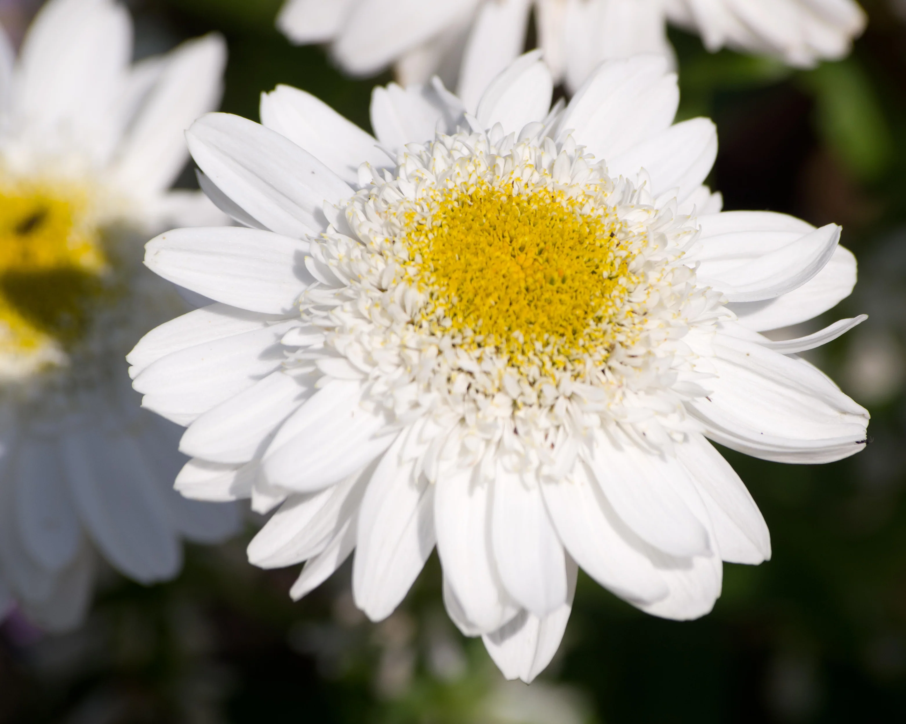 Leucanthemum 'Sunny Side Up' - Image 5