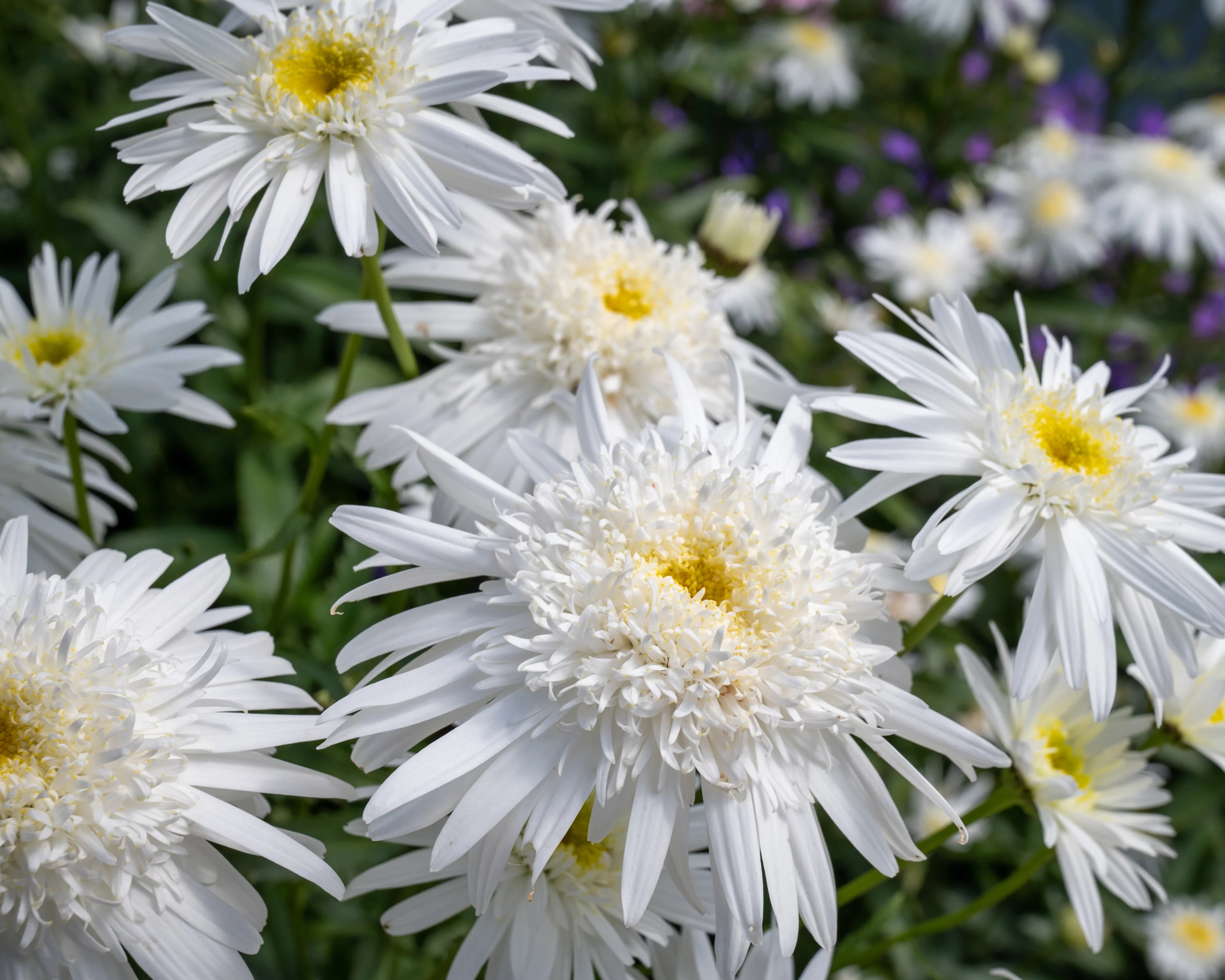 Leucanthemum 'Wirral Supreme' - Image 2