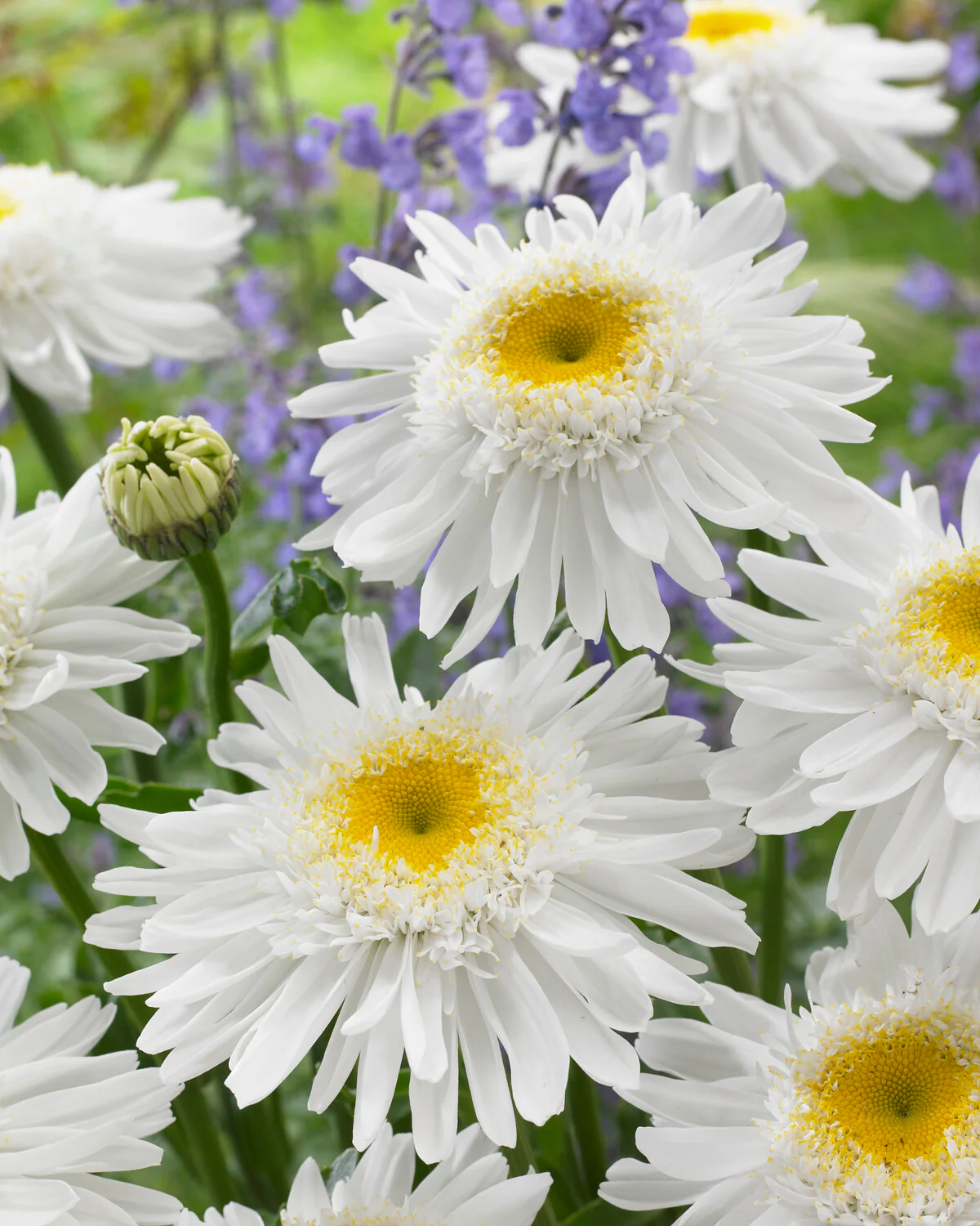 Leucanthemum 'Wirral Supreme' - Image 3