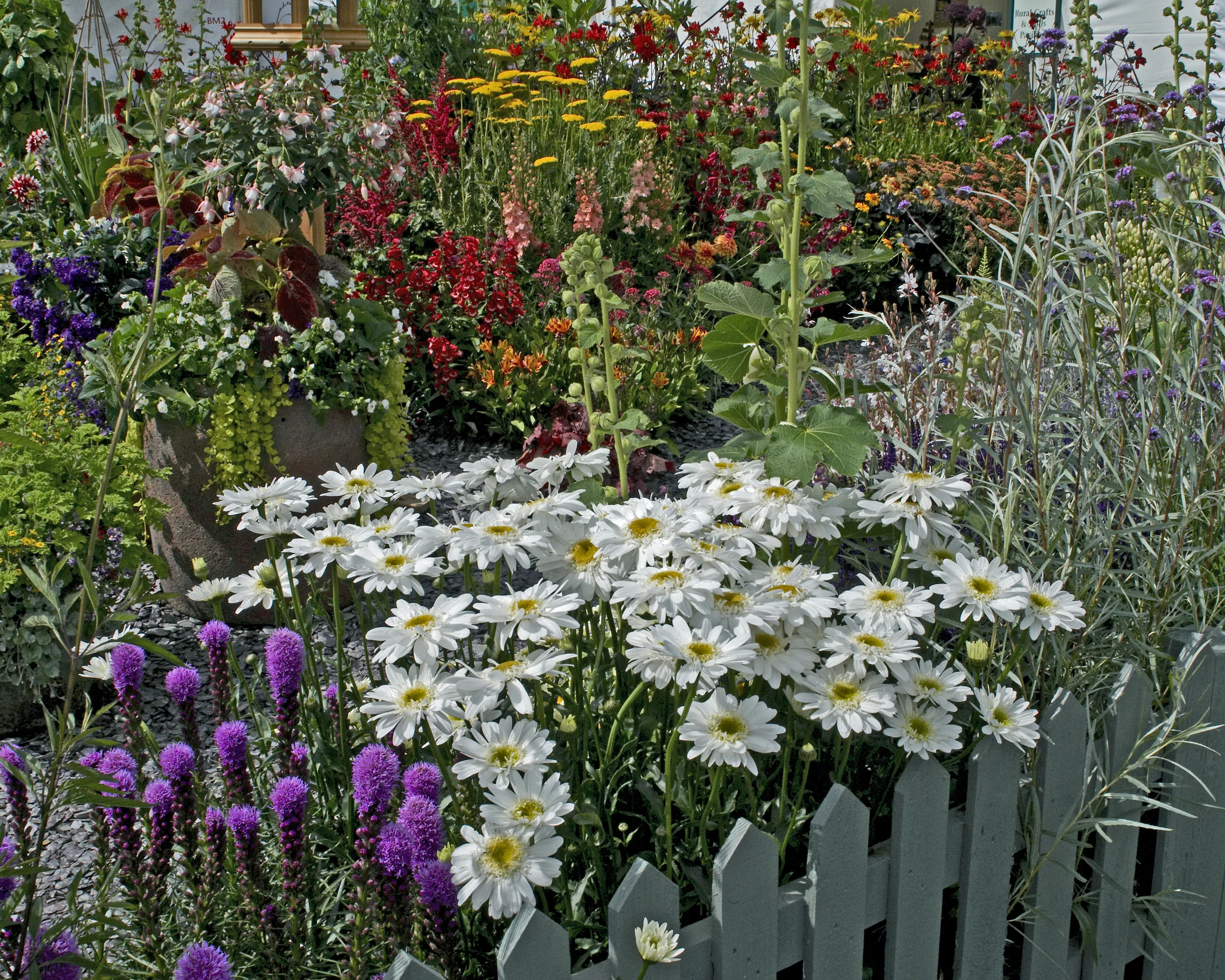 Leucanthemum 'Wirral Supreme' - Image 4