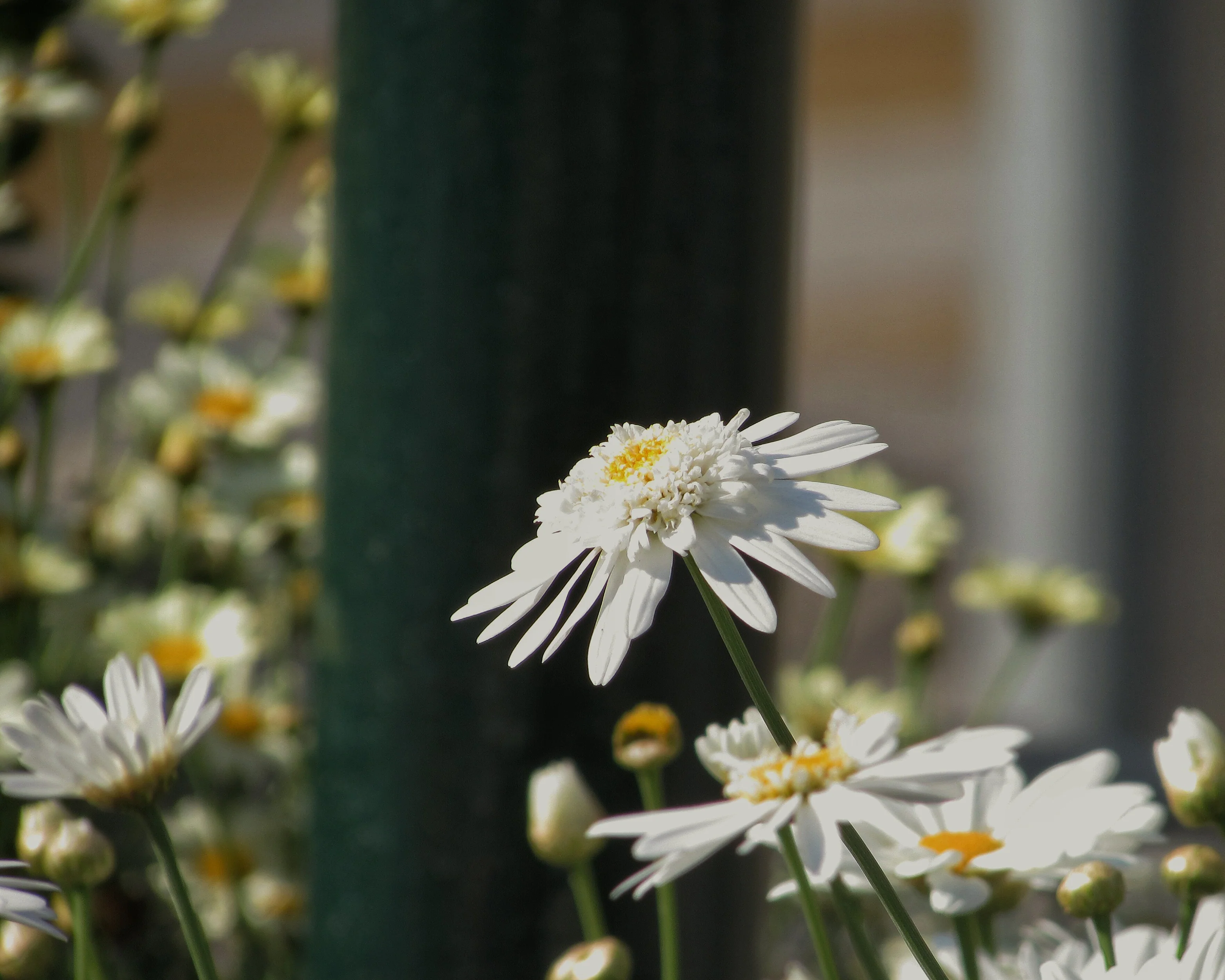 Leucanthemum 'Wirral Supreme' - Image 6
