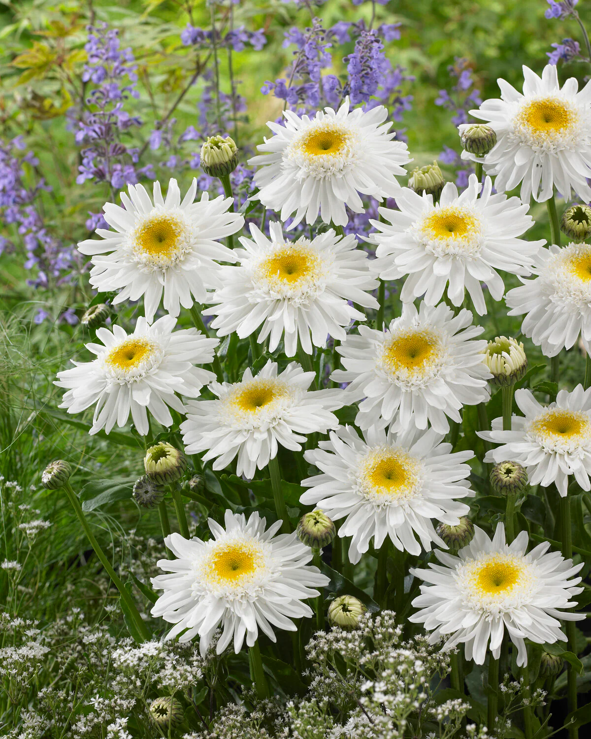 Leucanthemum 'Wirral Supreme' - Image 7