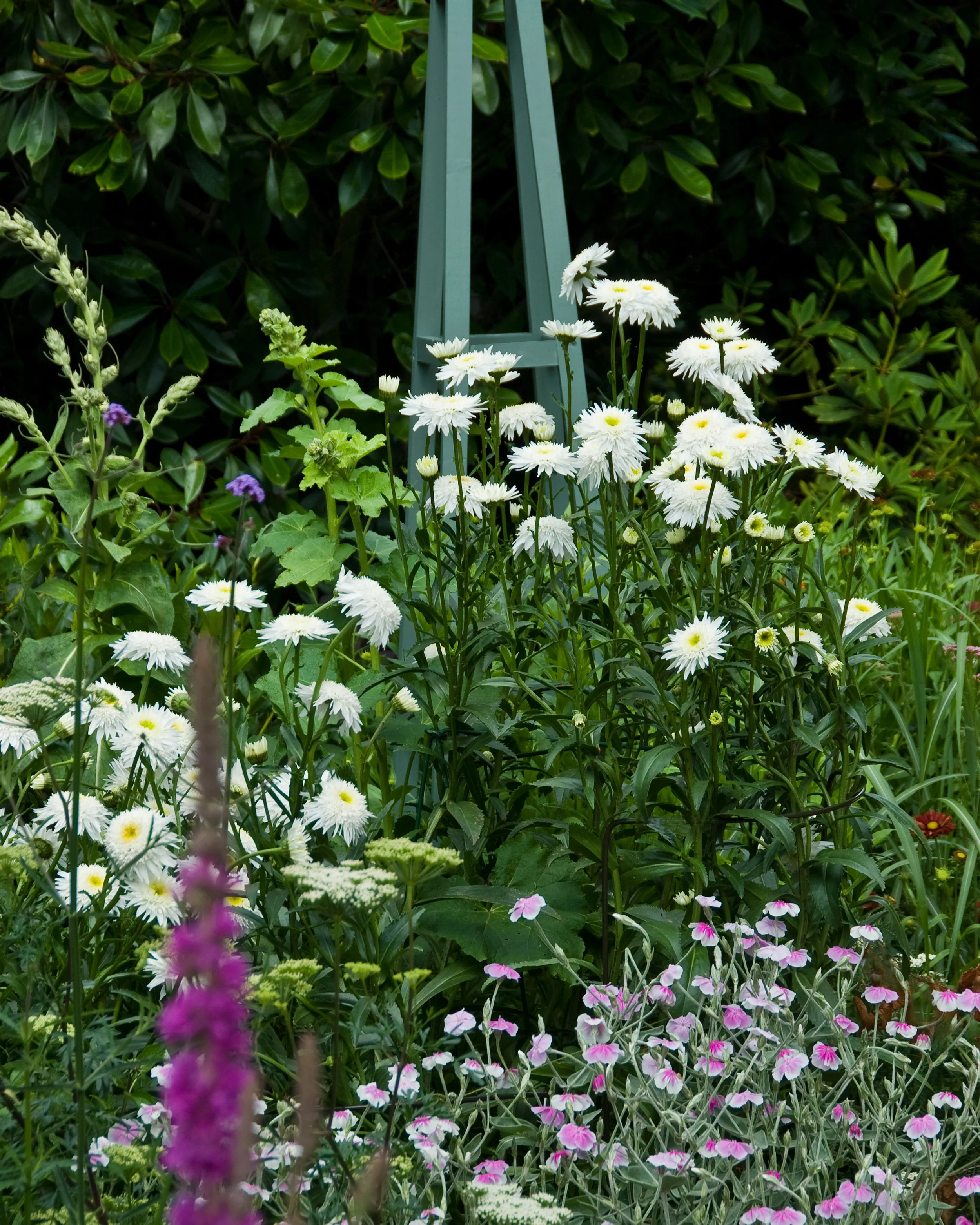 Leucanthemum 'Wirral Supreme' - Image 8