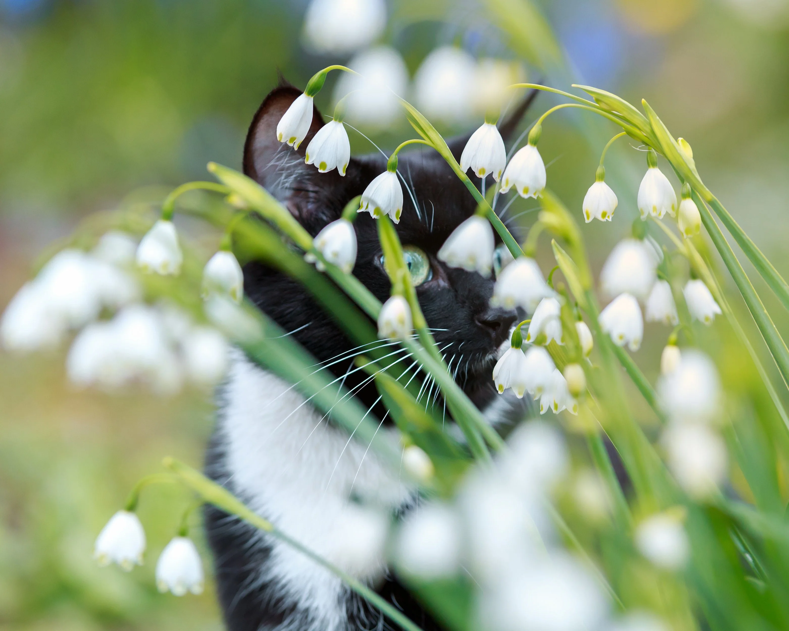 Leucojum aestivum - Image 2