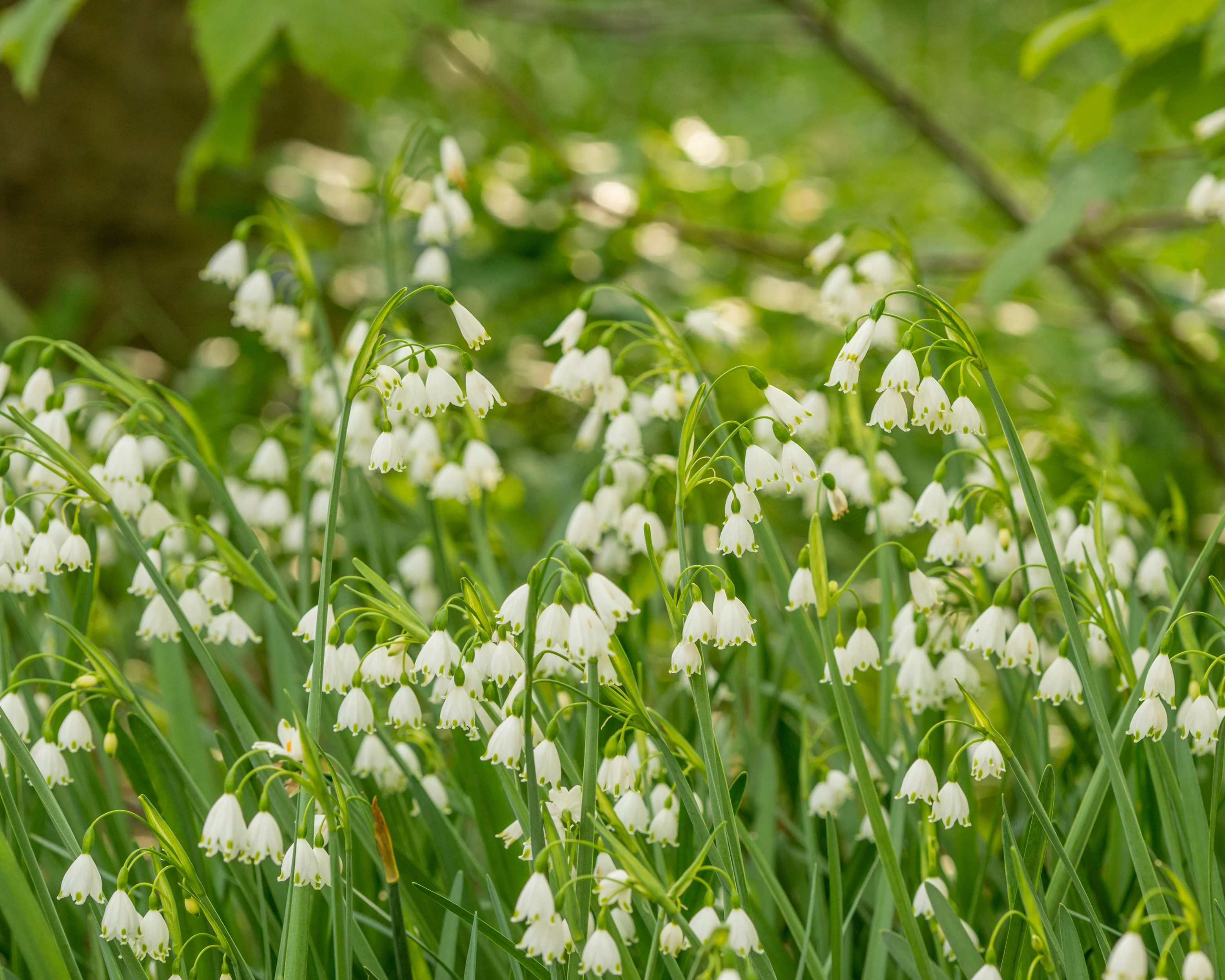 Leucojum aestivum - Image 4