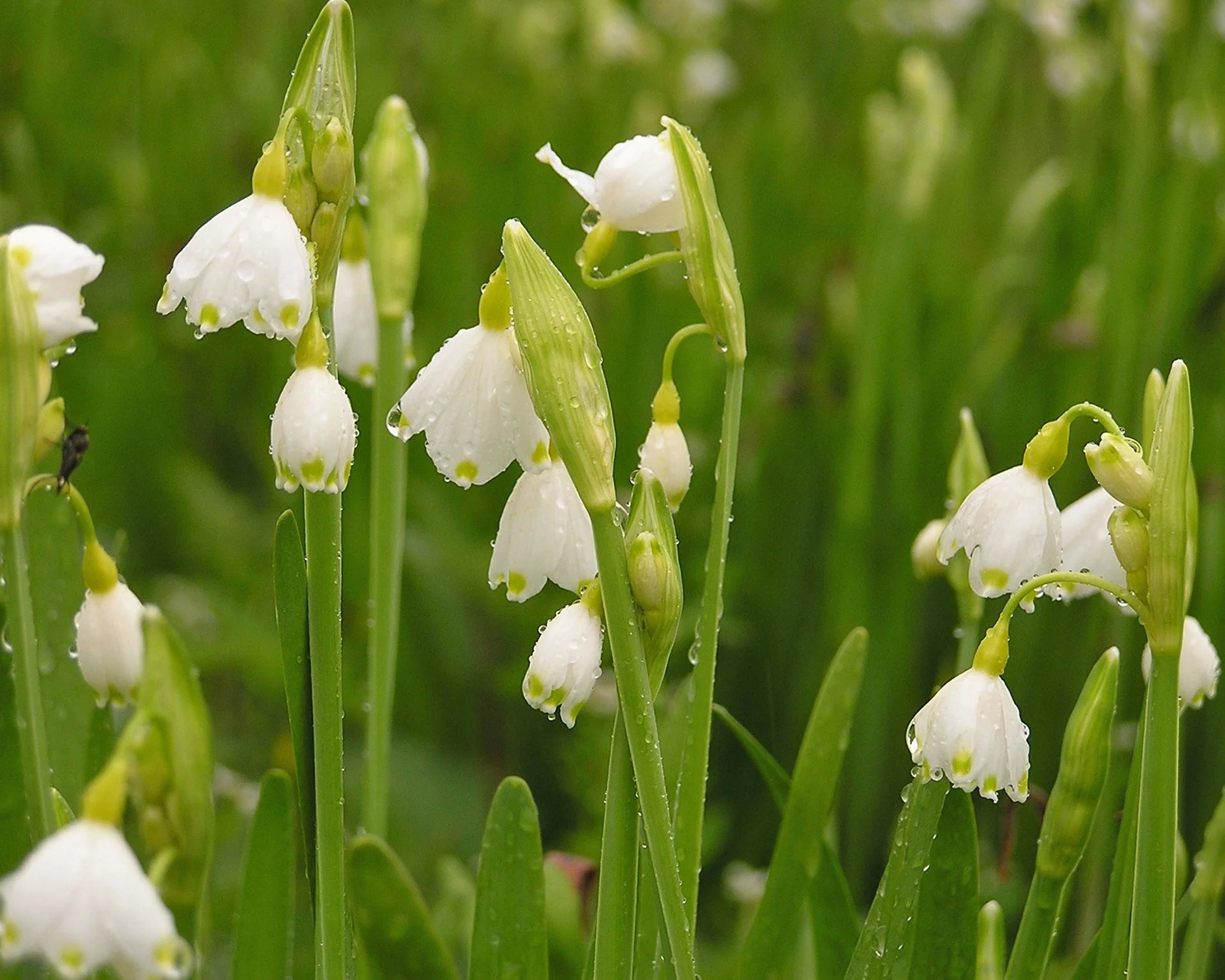 Leucojum aestivum - Image 5