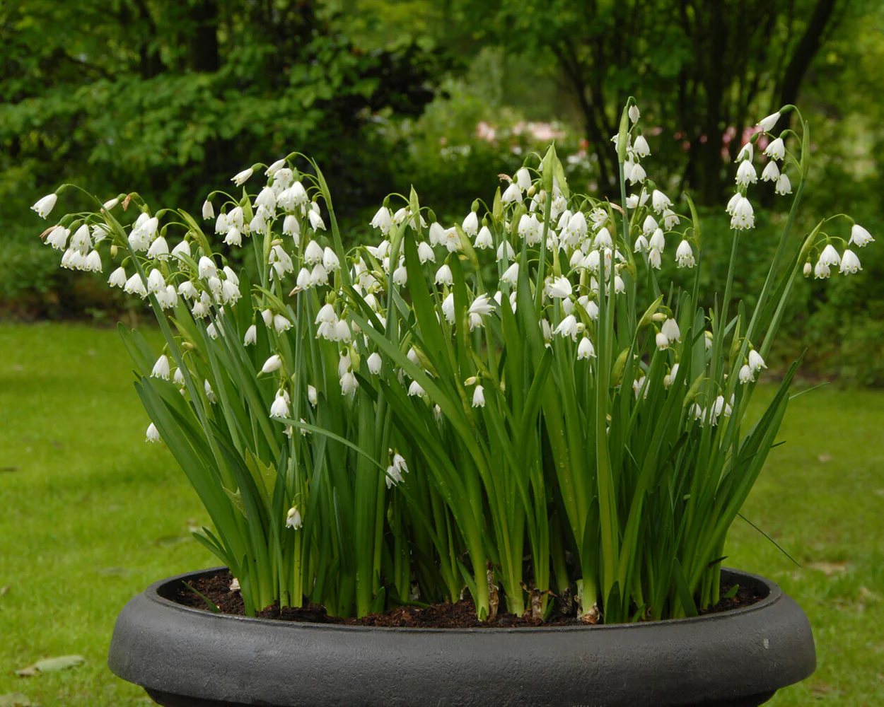Leucojum forcing bulbs - Image 12