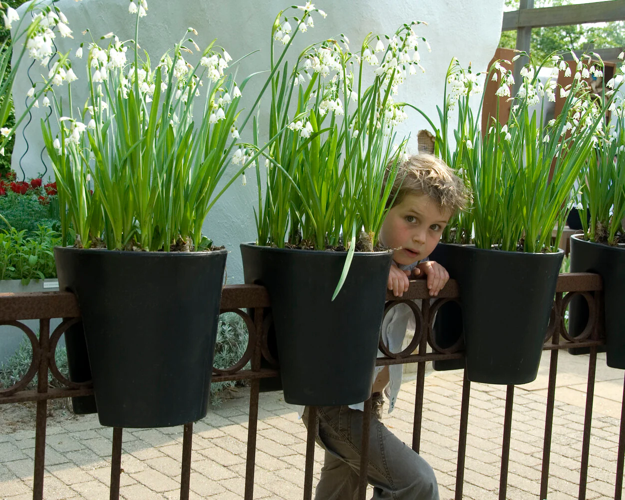 Leucojum forcing bulbs - Image 13