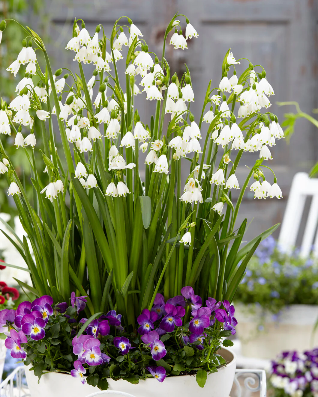Leucojum forcing bulbs - Image 3