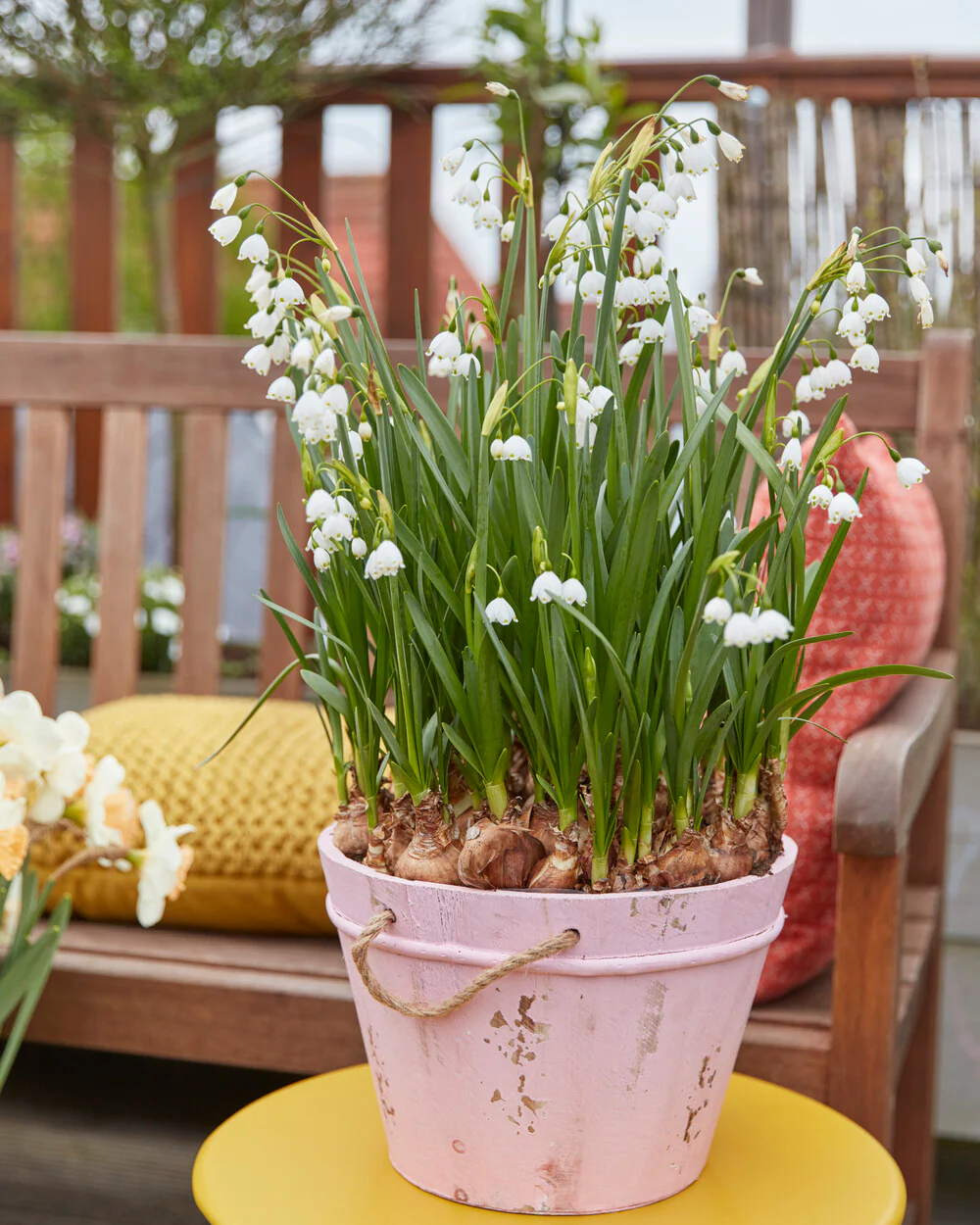 Leucojum forcing bulbs - Image 5