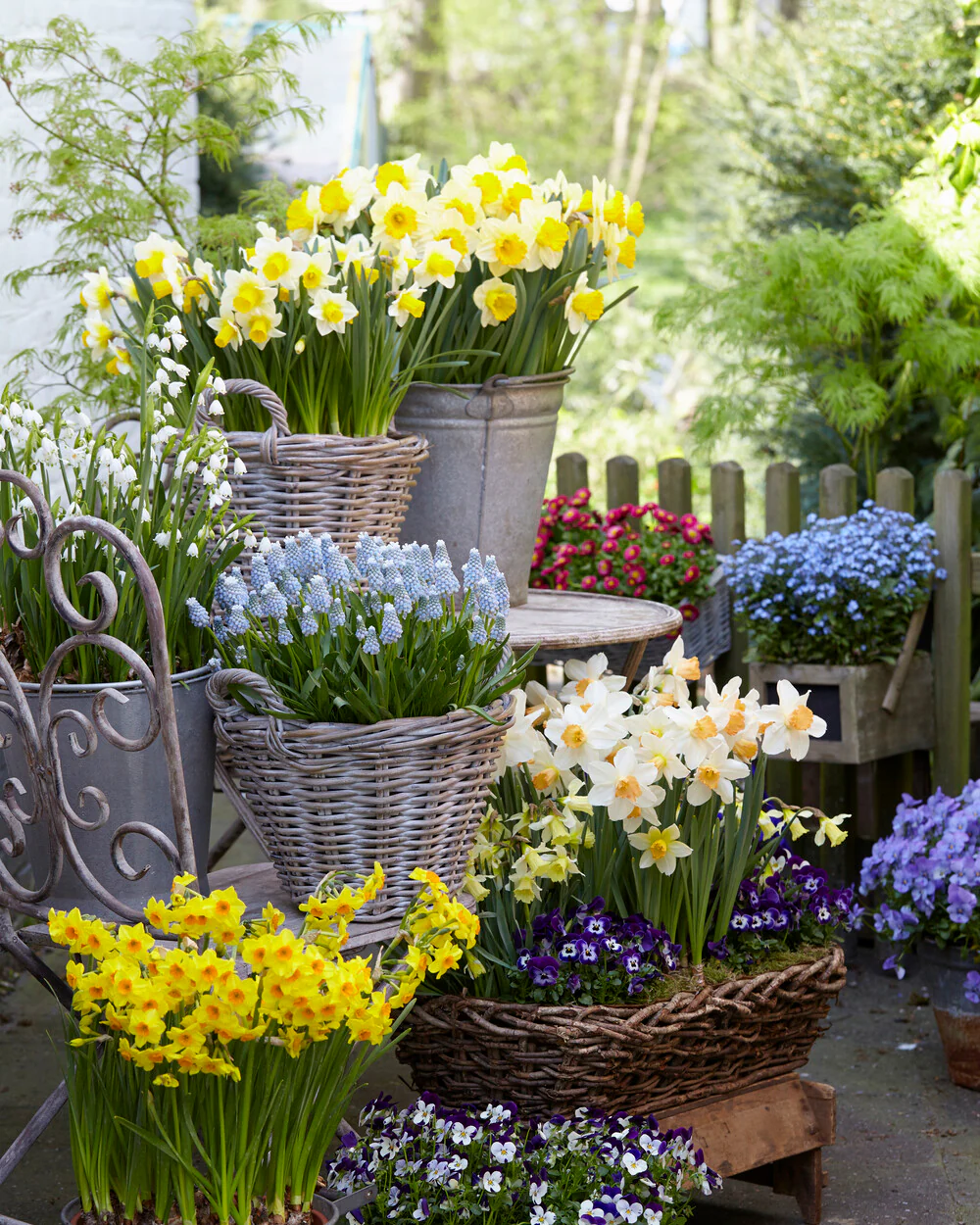 Leucojum forcing bulbs - Image 6