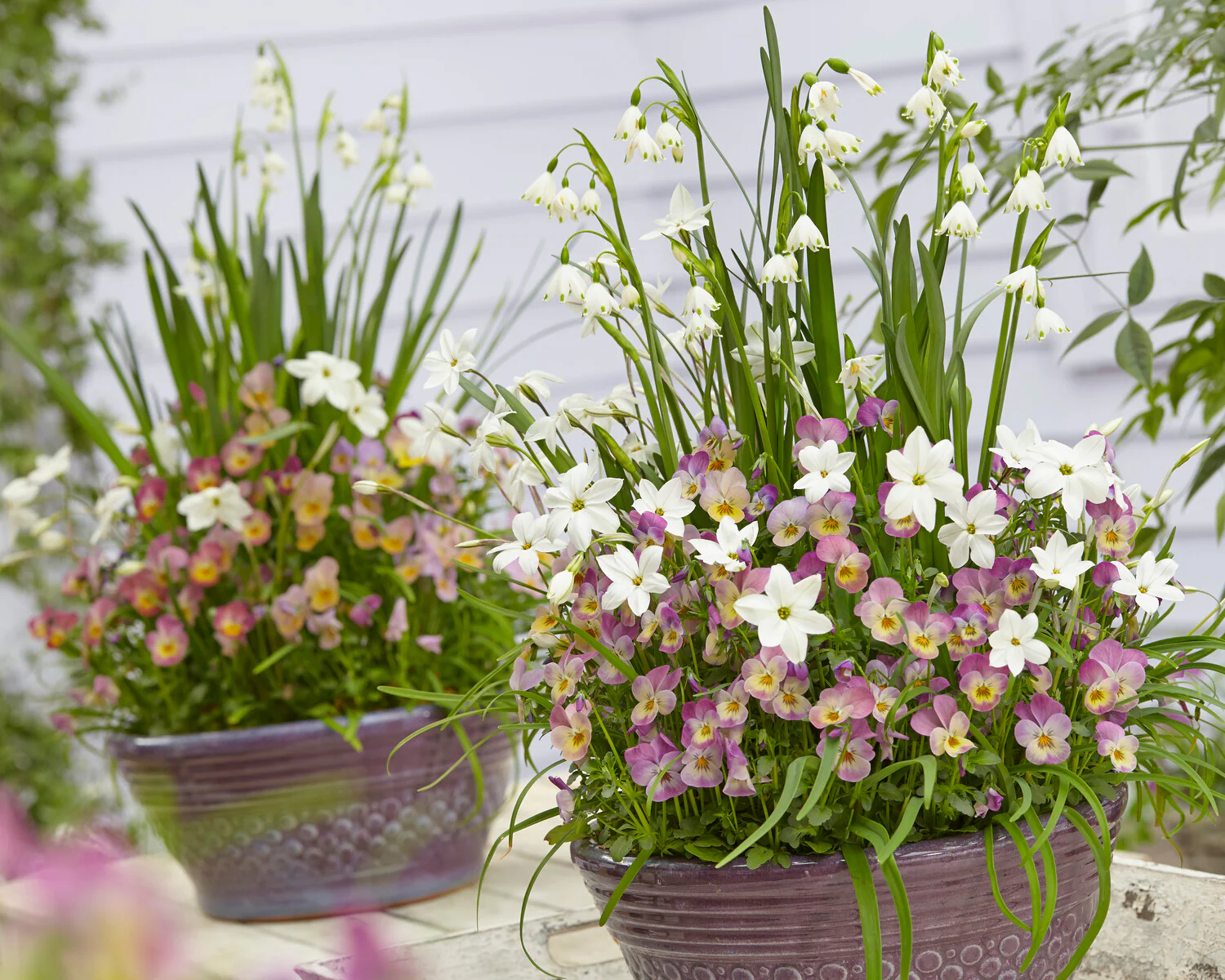 Leucojum forcing bulbs - Image 7