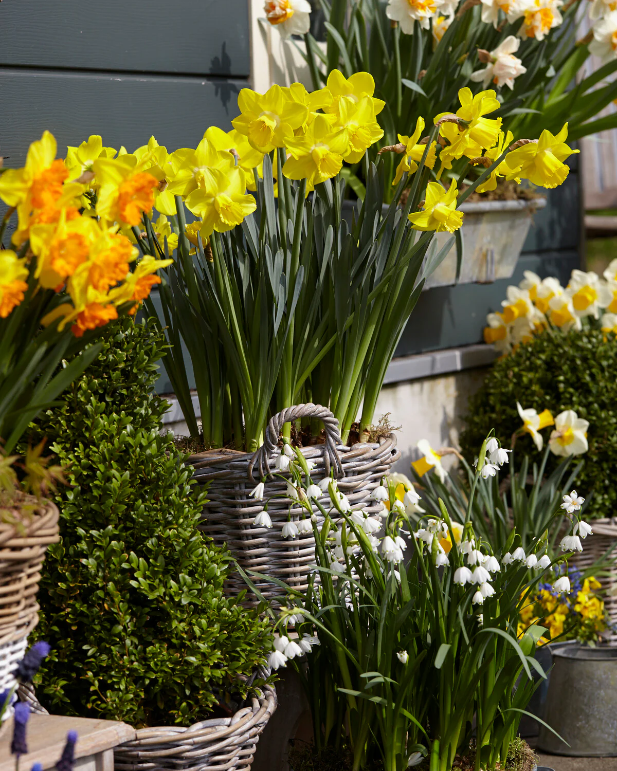 Leucojum forcing bulbs - Image 9