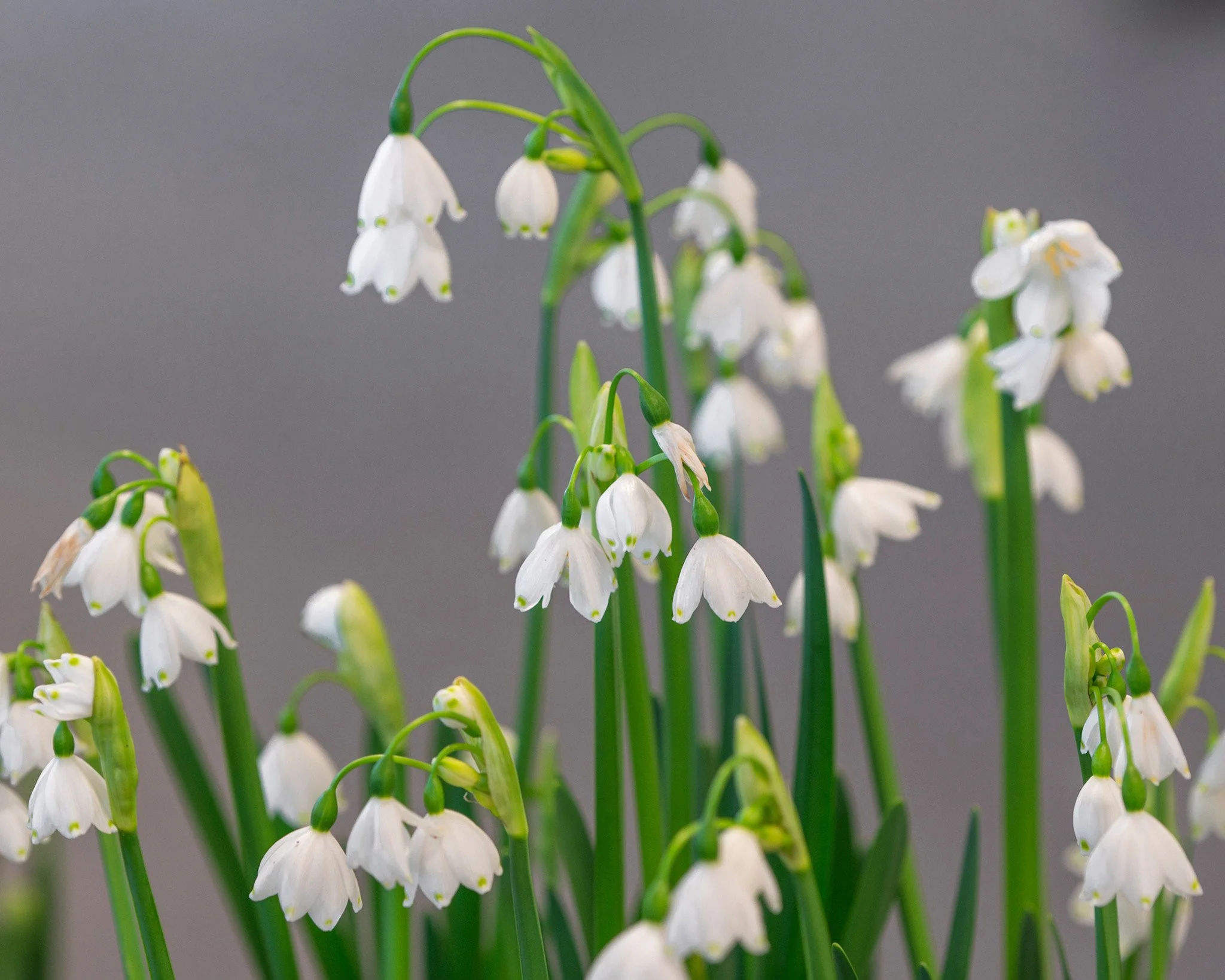 Leucojum 'Gravetye Giant' - Image 3