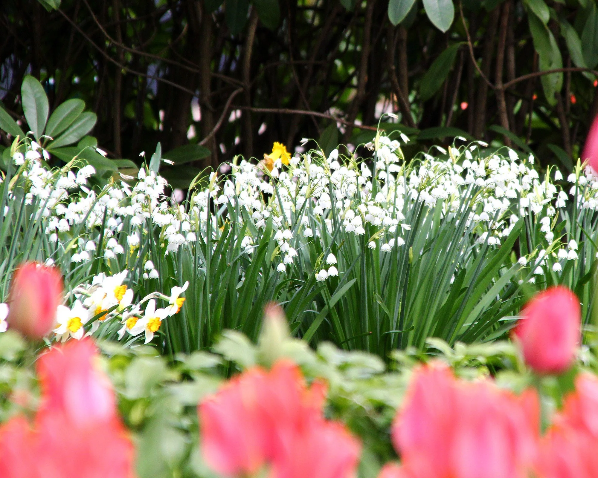 Leucojum 'Gravetye Giant' - Image 4