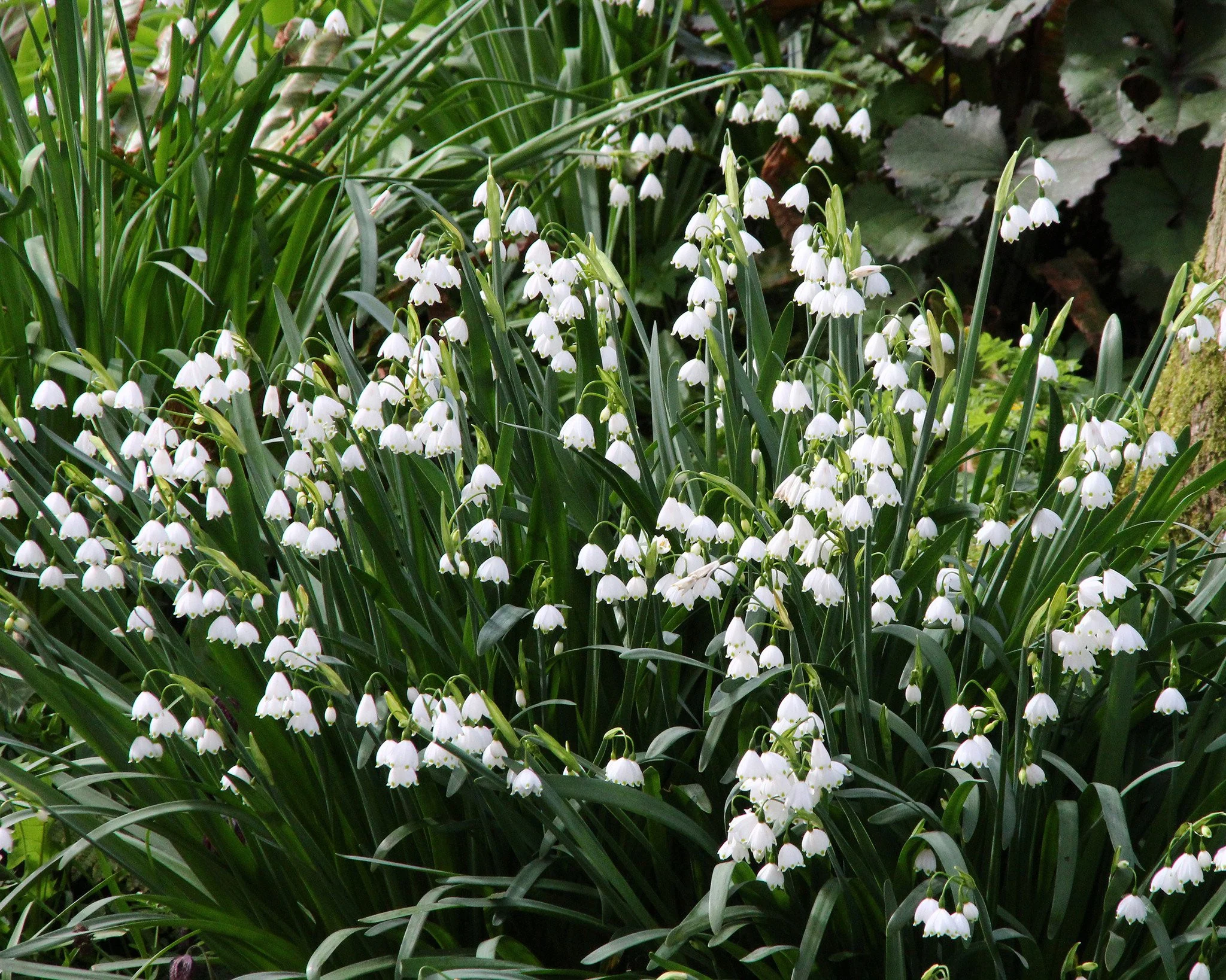 Leucojum 'Gravetye Giant' - Image 5