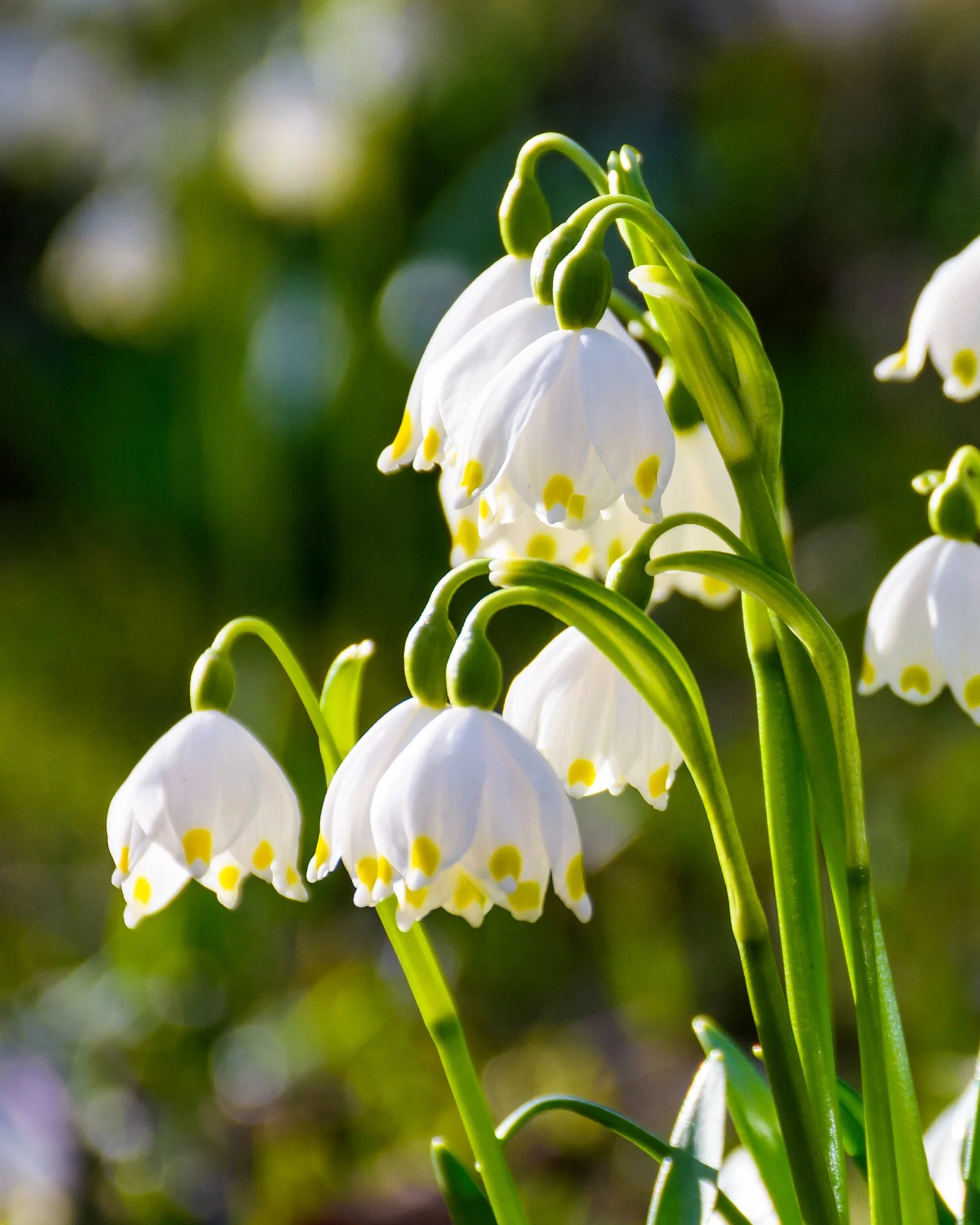 Leucojum vernum