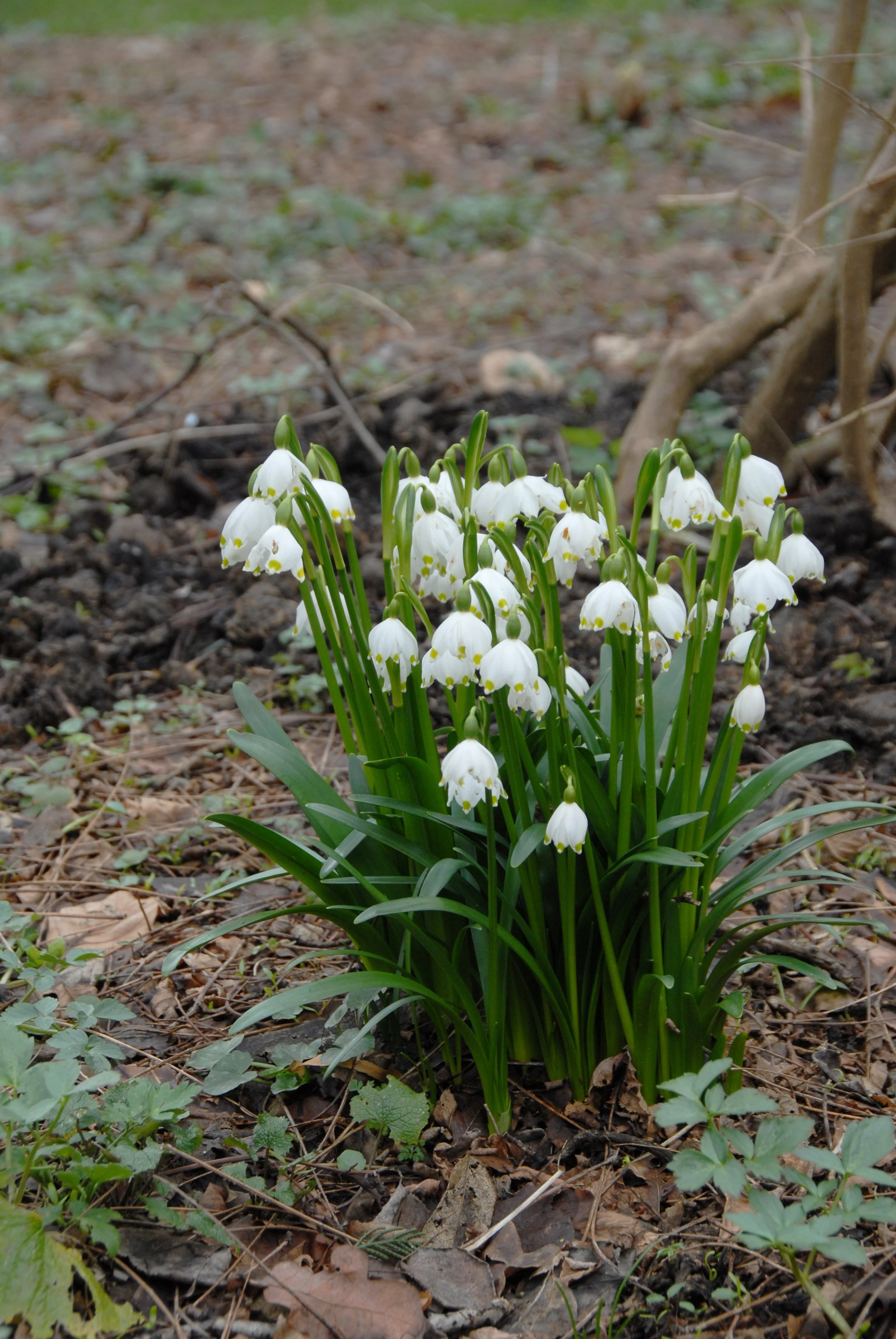 Leucojum vernum - Image 10