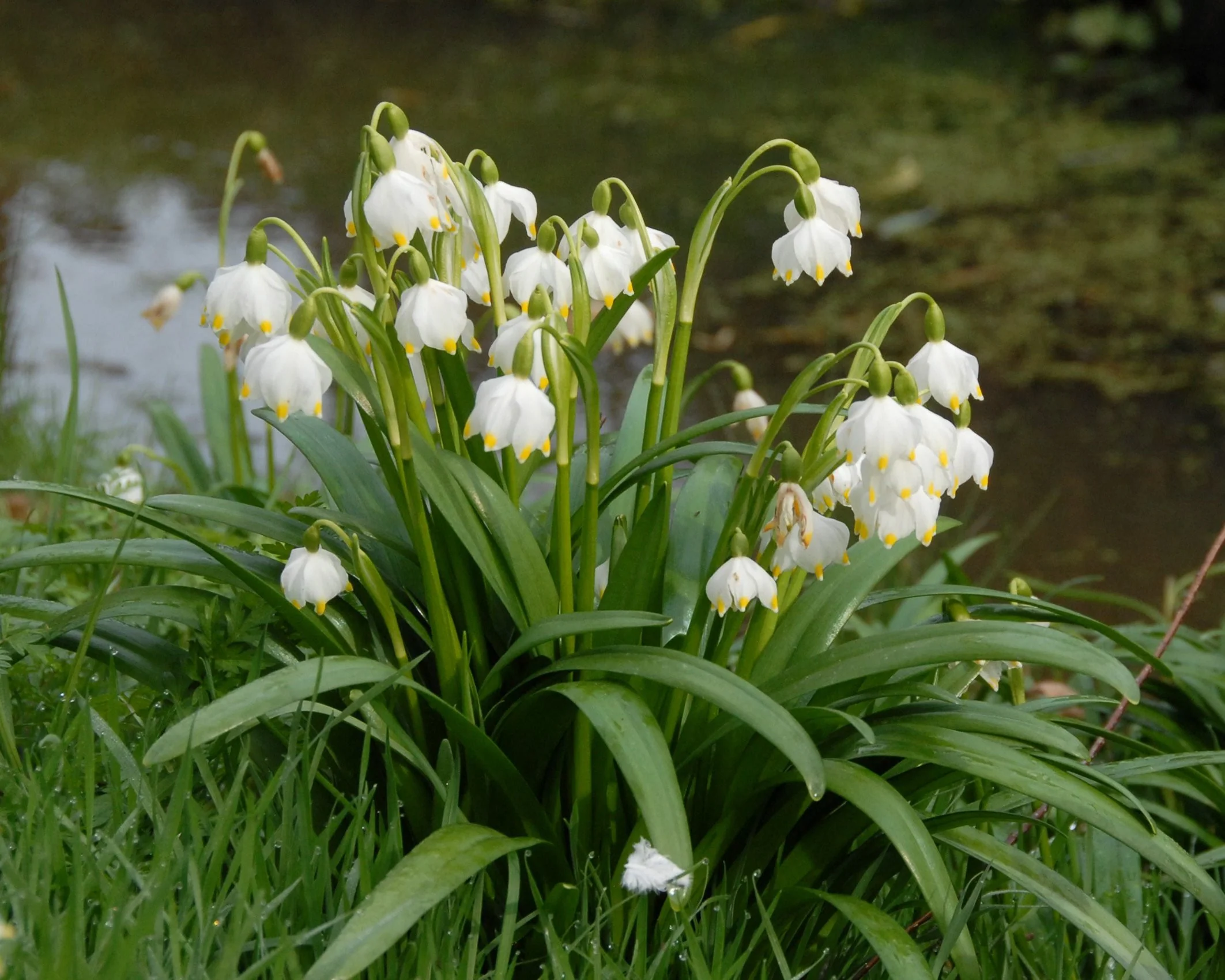 Leucojum vernum - Image 13