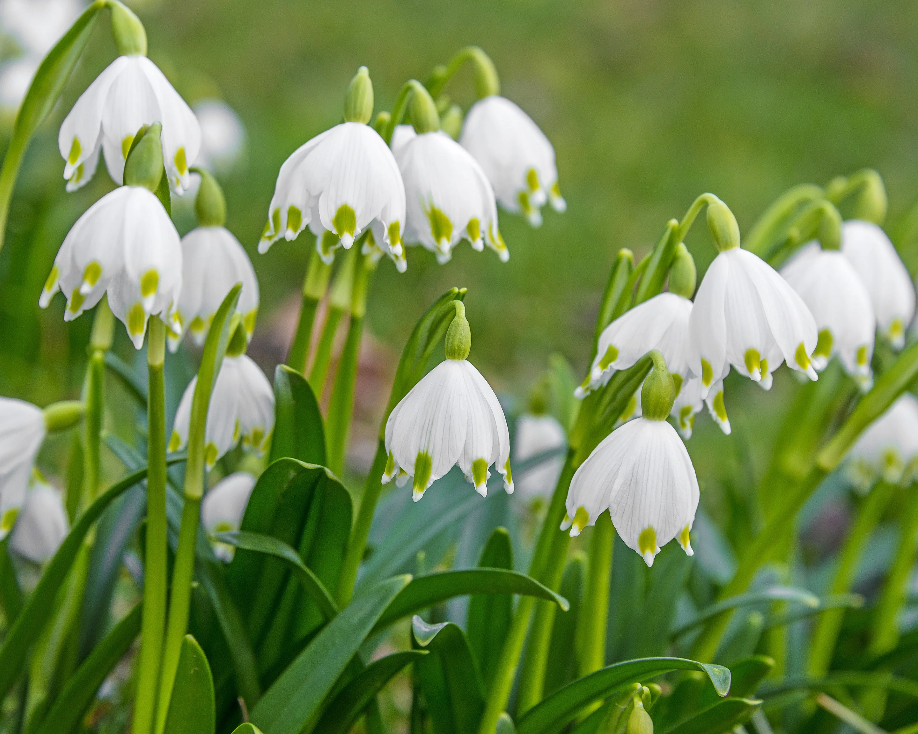 Leucojum vernum - Image 2