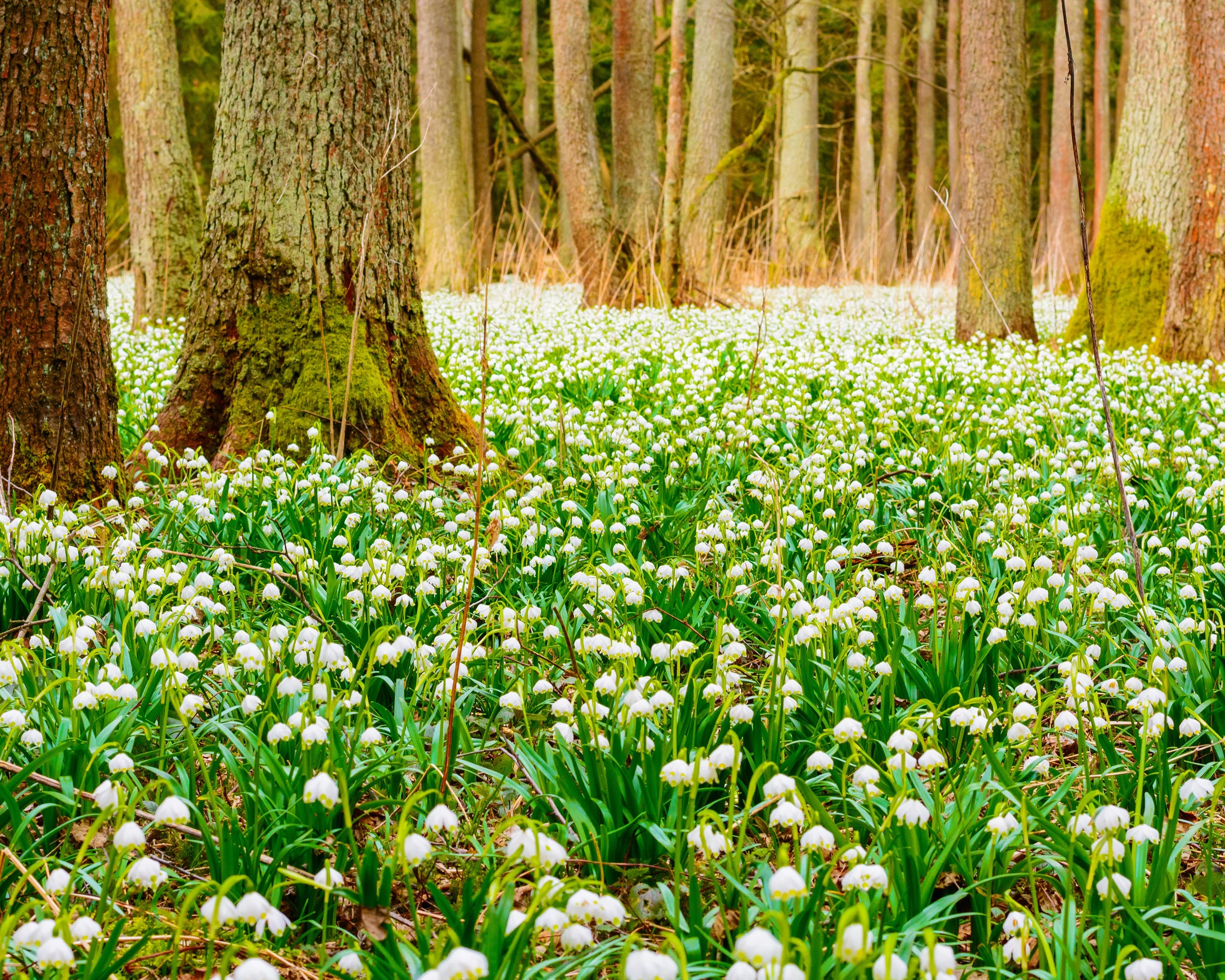 Leucojum vernum - Image 5