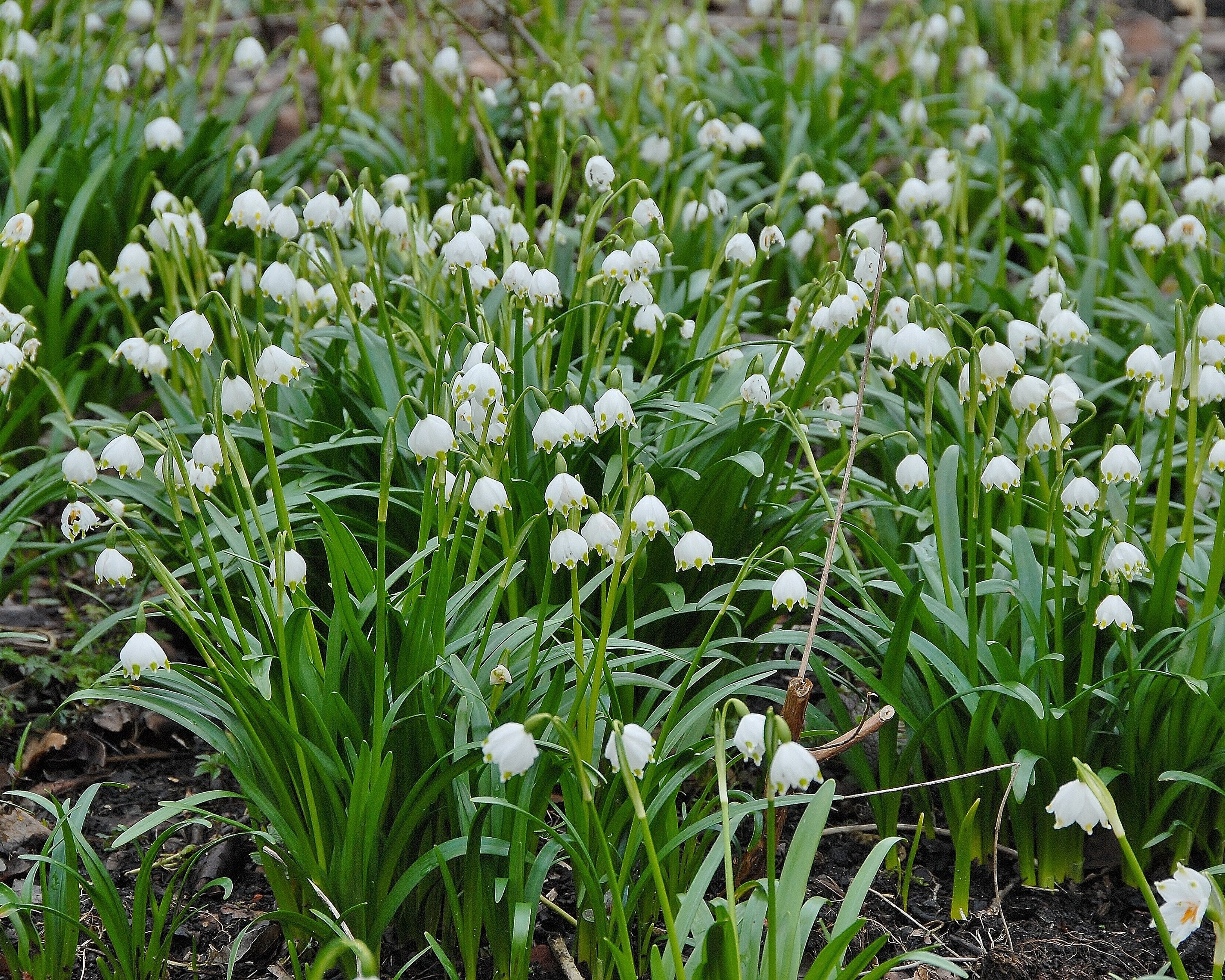 Leucojum vernum - Image 6