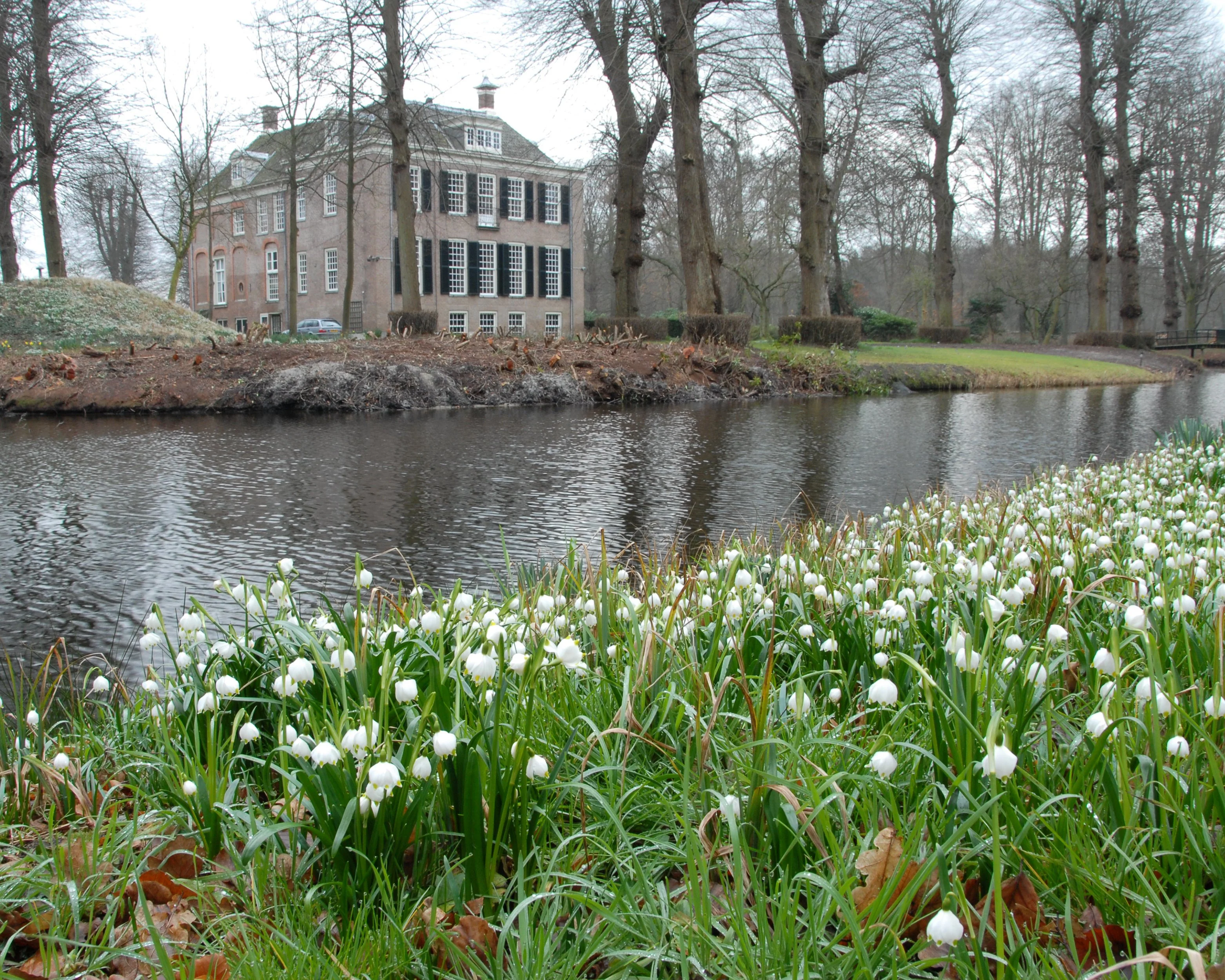 Leucojum vernum - Image 7