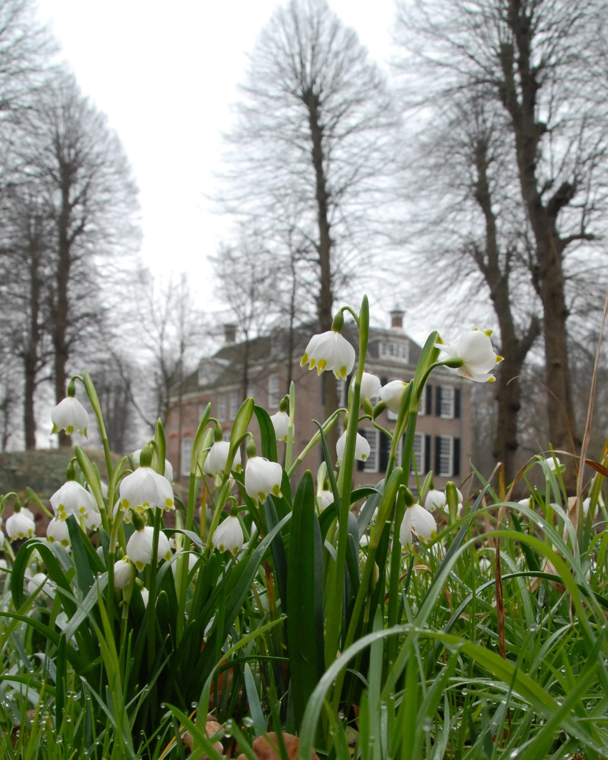 Leucojum vernum - Image 8