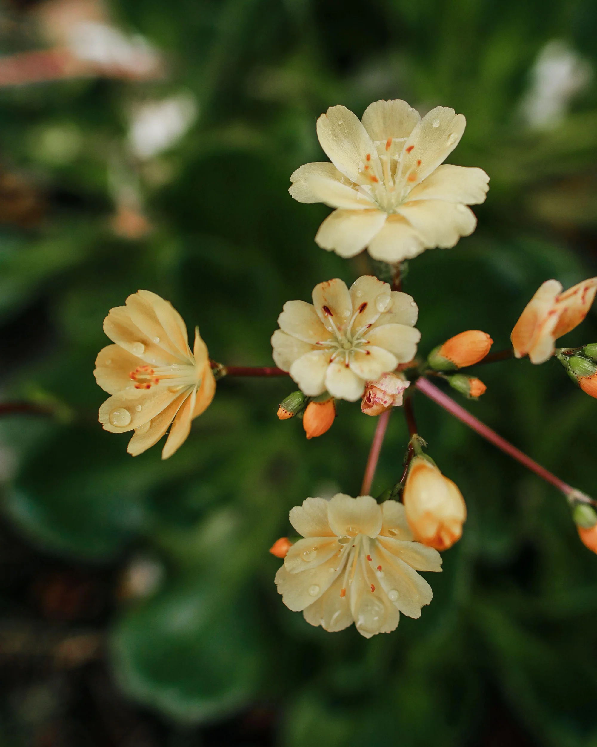 Lewisia 'Little Mango' - Image 4