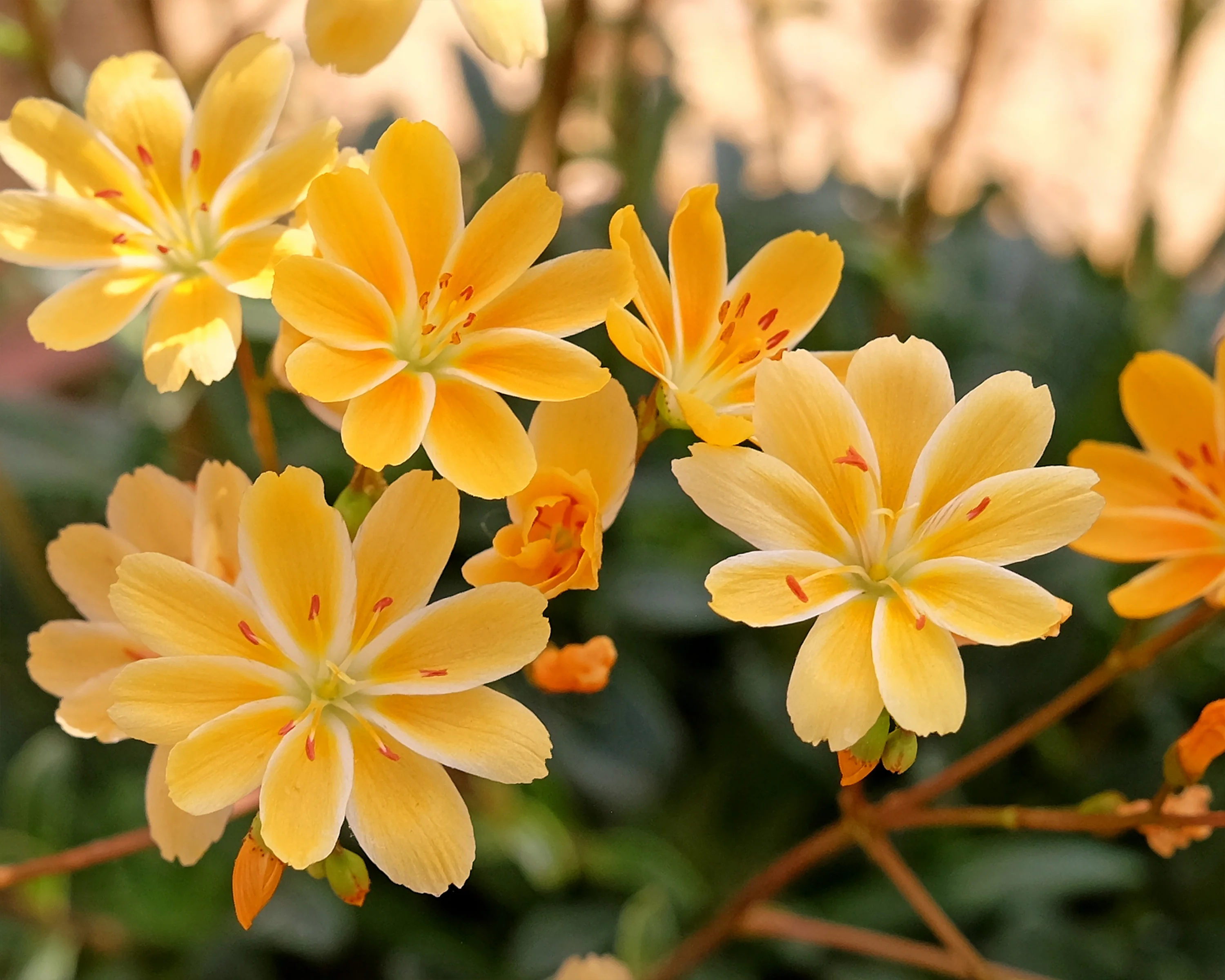 Lewisia 'Little Mango' - Image 5
