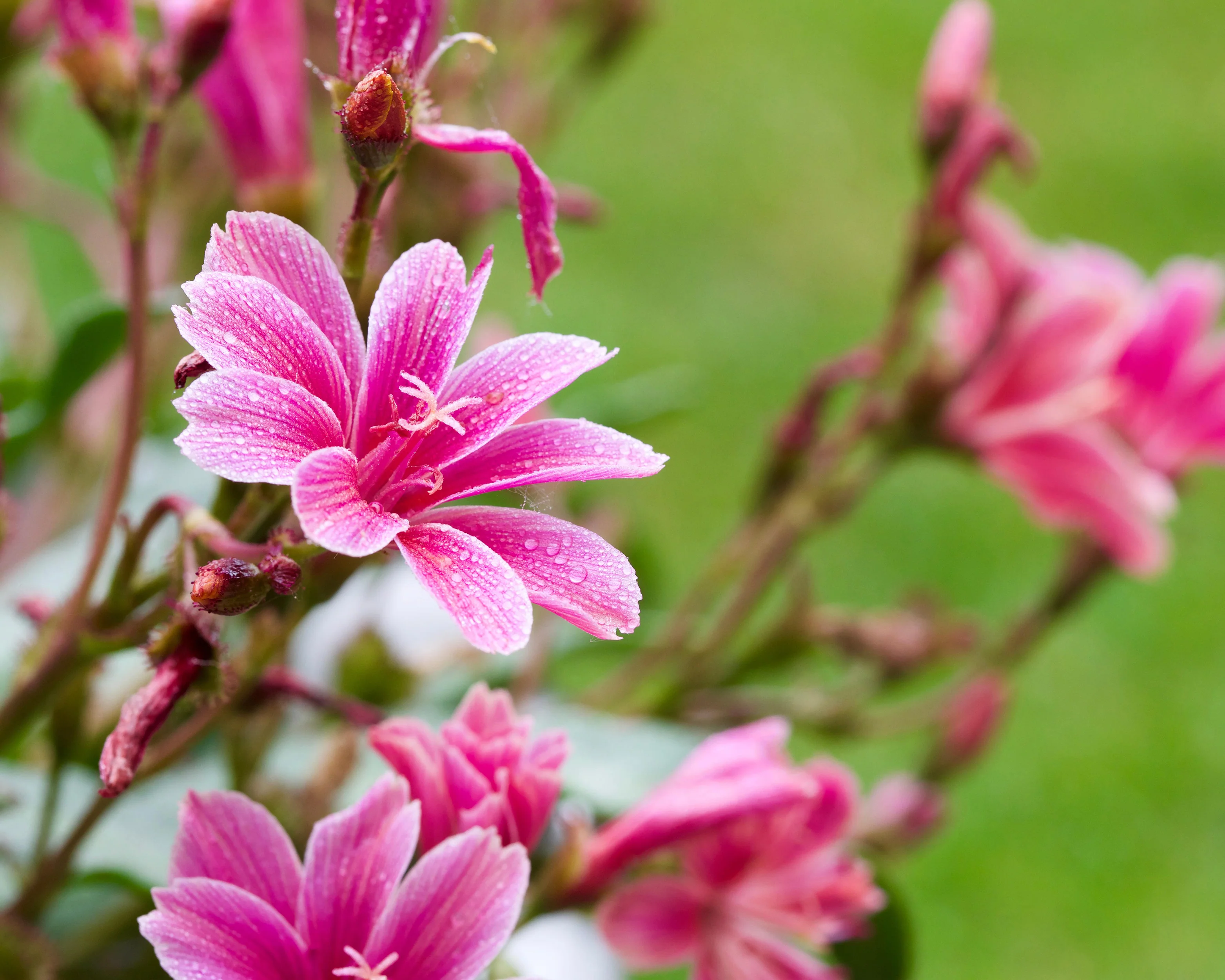 Lewisia 'Little Plum' - Image 4