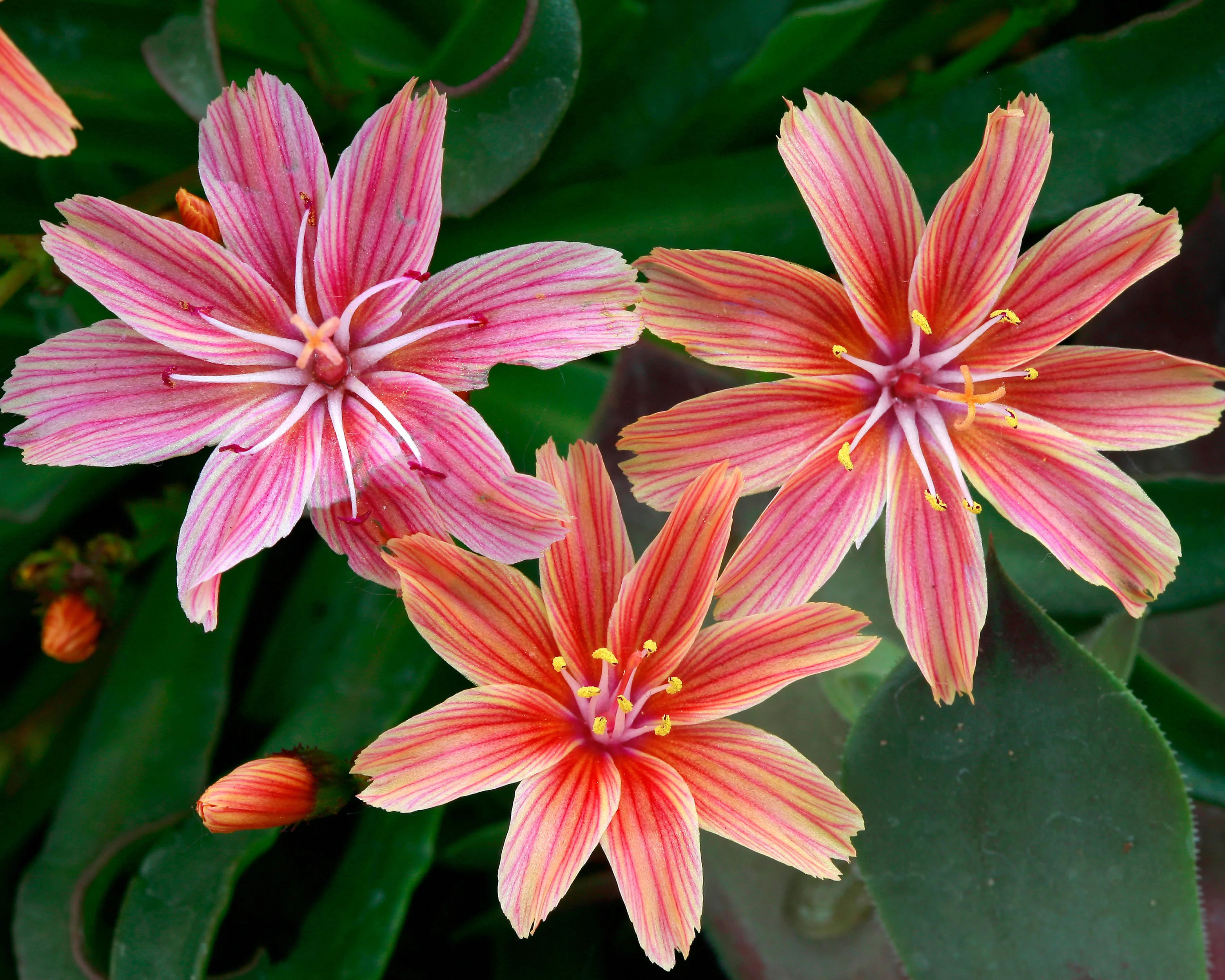 Lewisia 'Little Plum' - Image 5