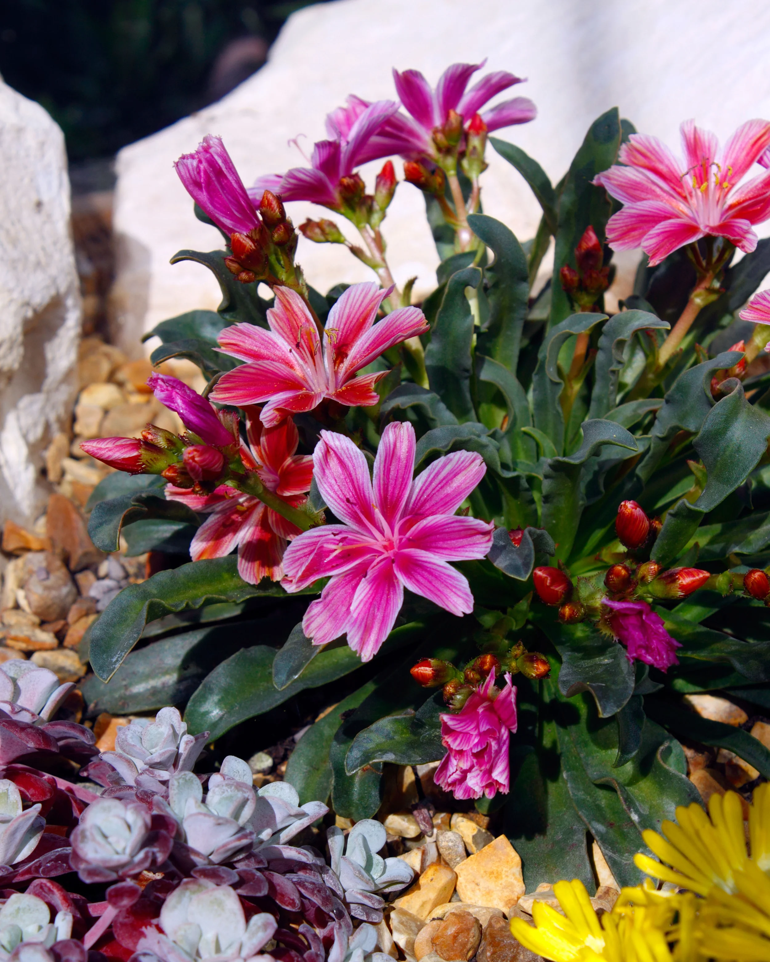 Lewisia 'Little Plum' - Image 6