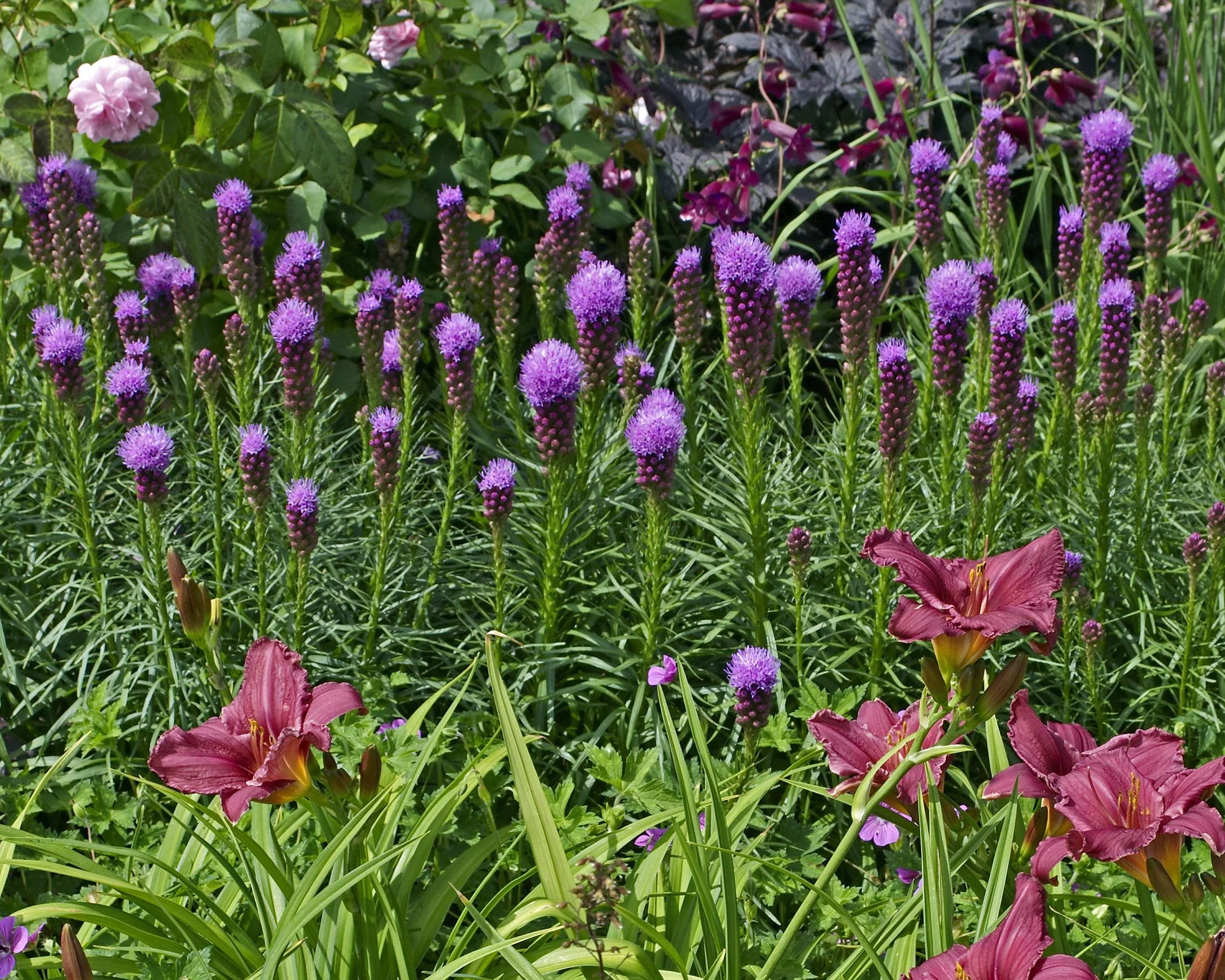 Liatris 'Kobold' - Image 2