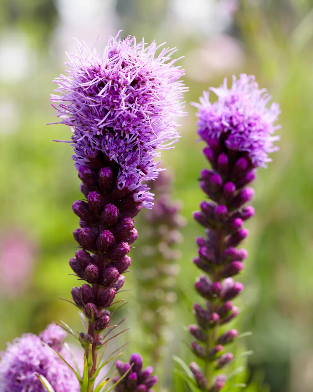 Liatris 'Kobold' - Image 3