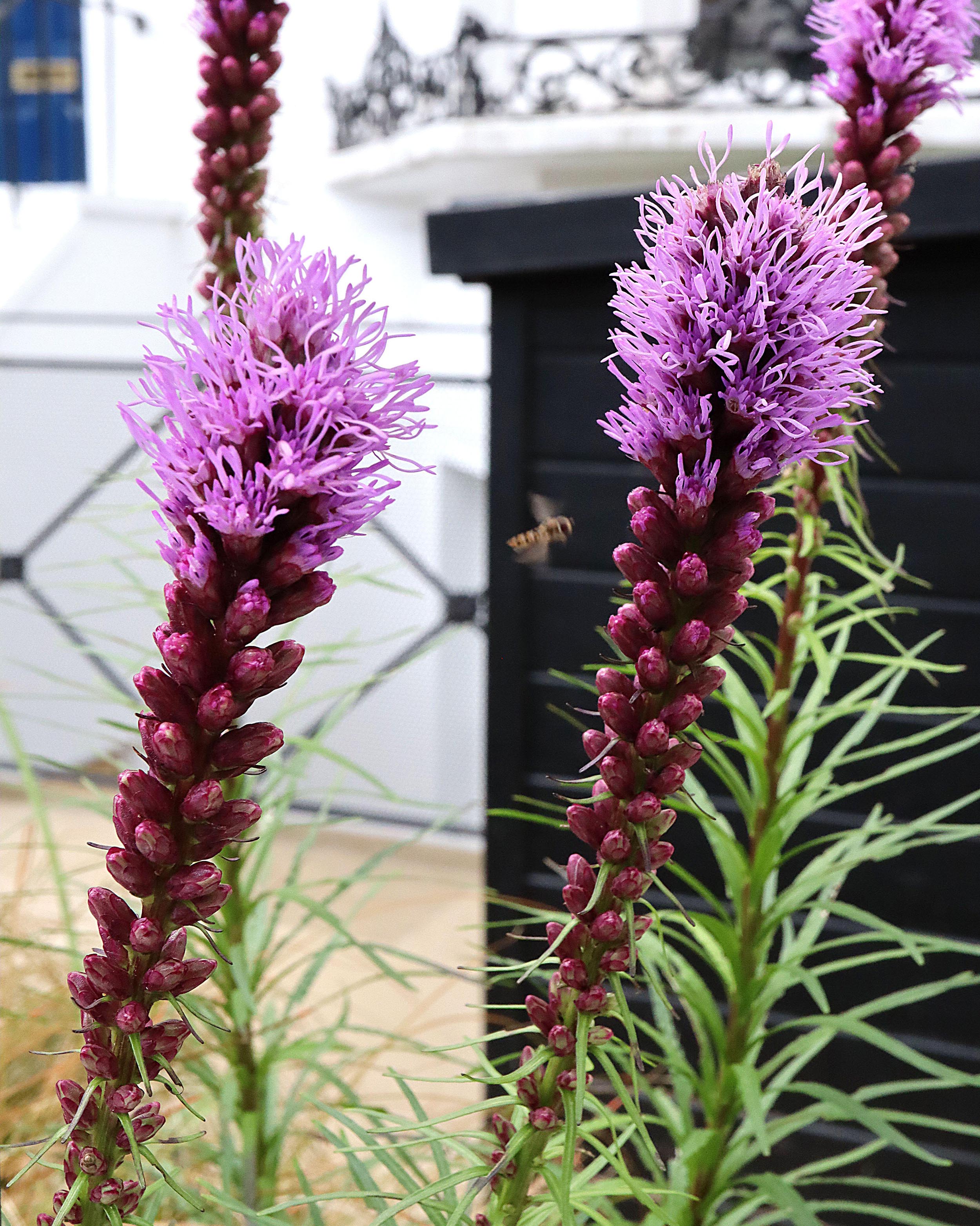 Liatris 'Kobold' - Image 6