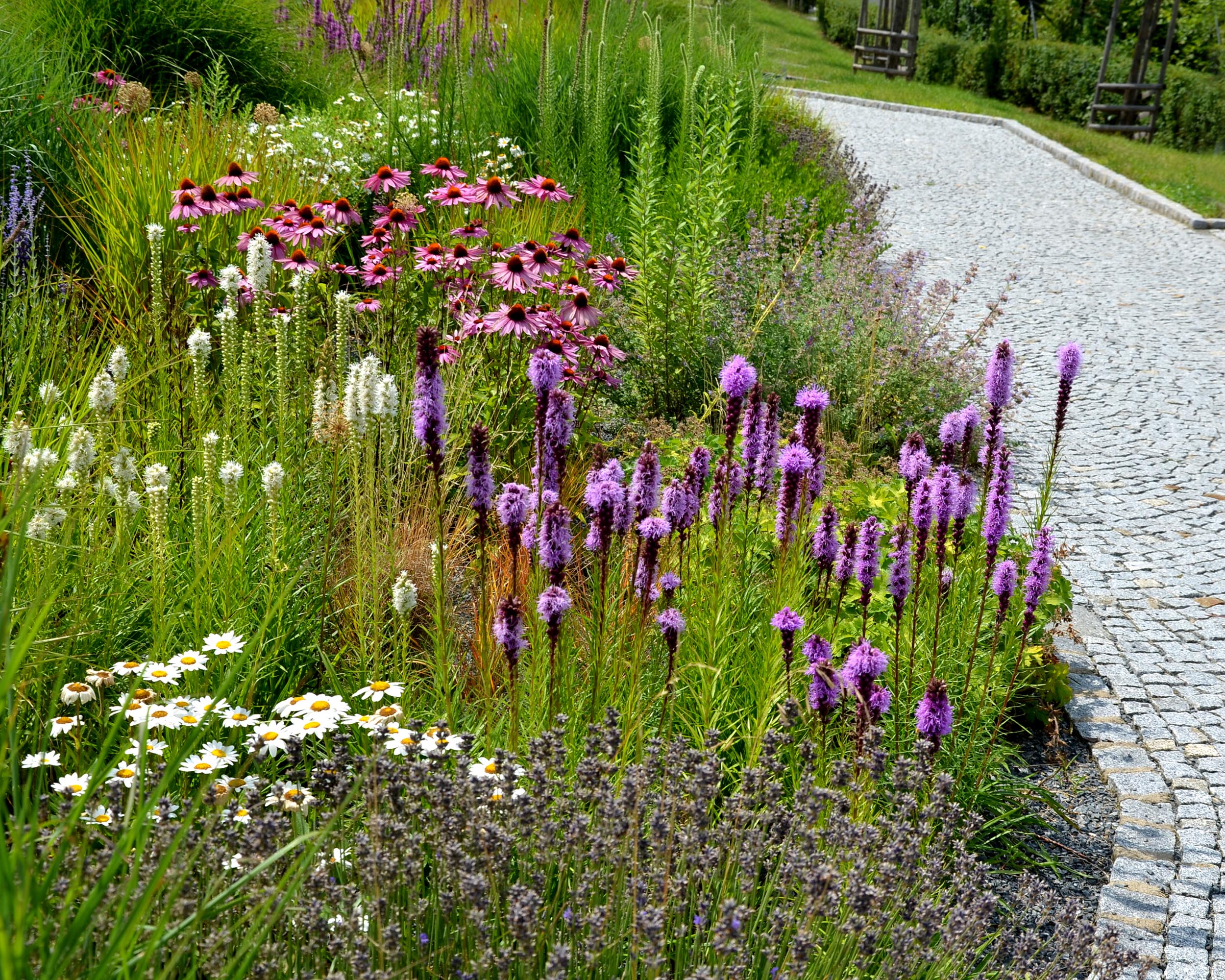 Liatris 'Kobold' - Image 7