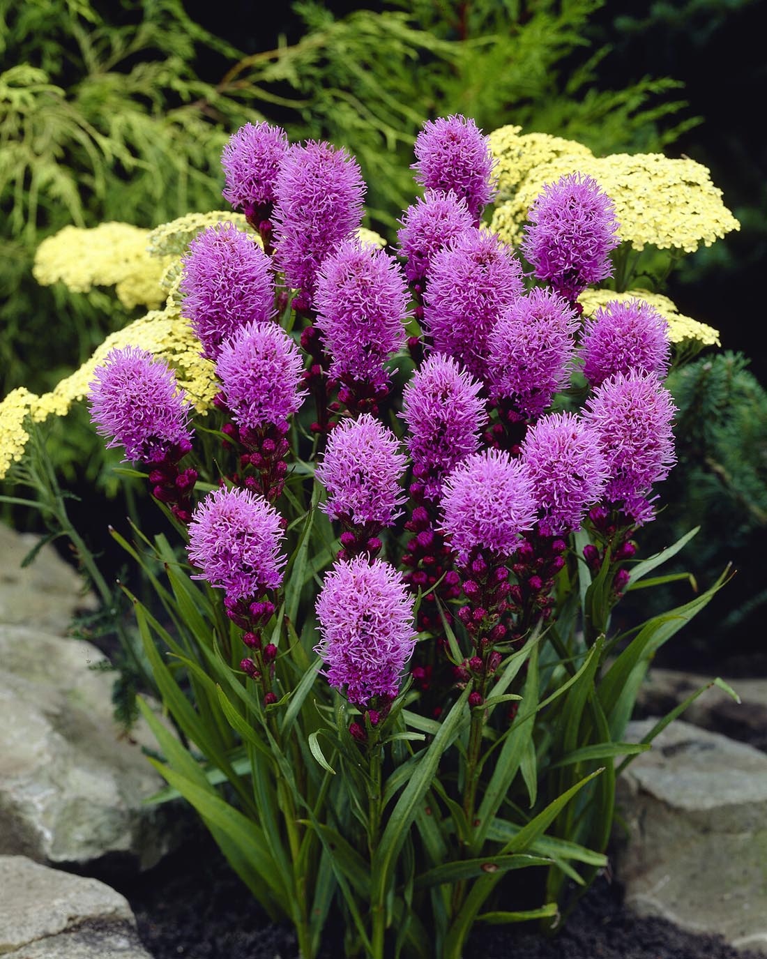 Liatris 'Kobold' - Image 8