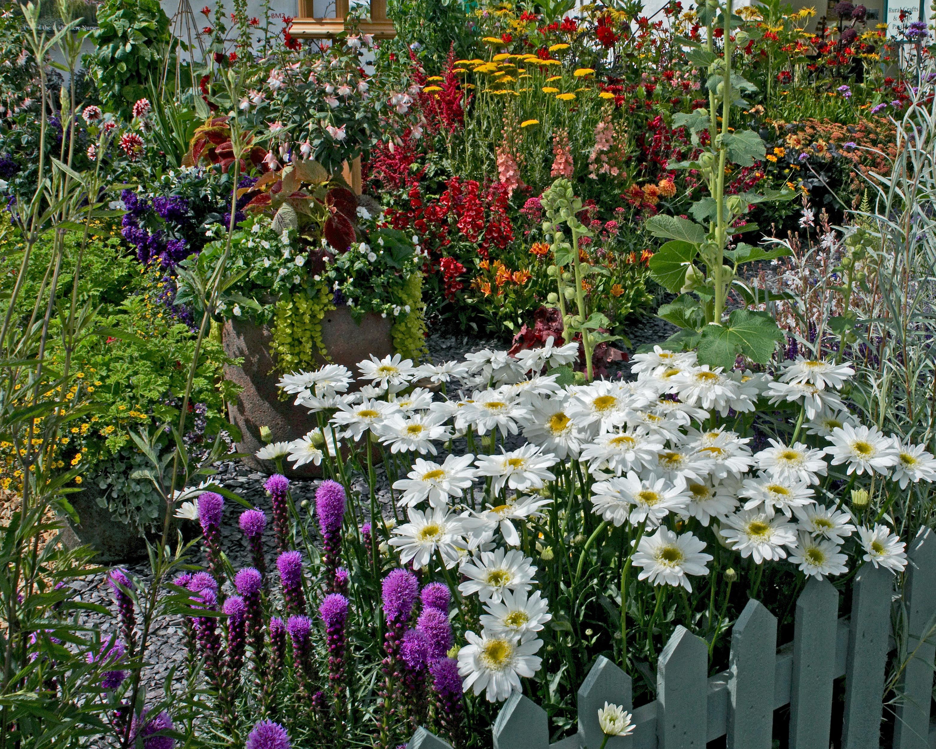 Liatris 'Kobold' - Image 9