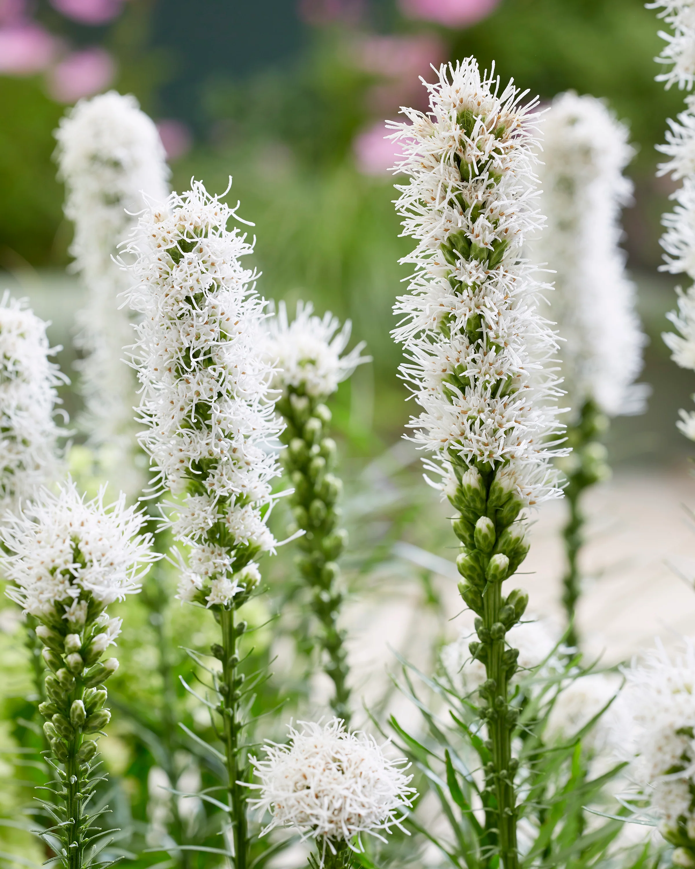Liatris spicata 'Alba' - Image 2