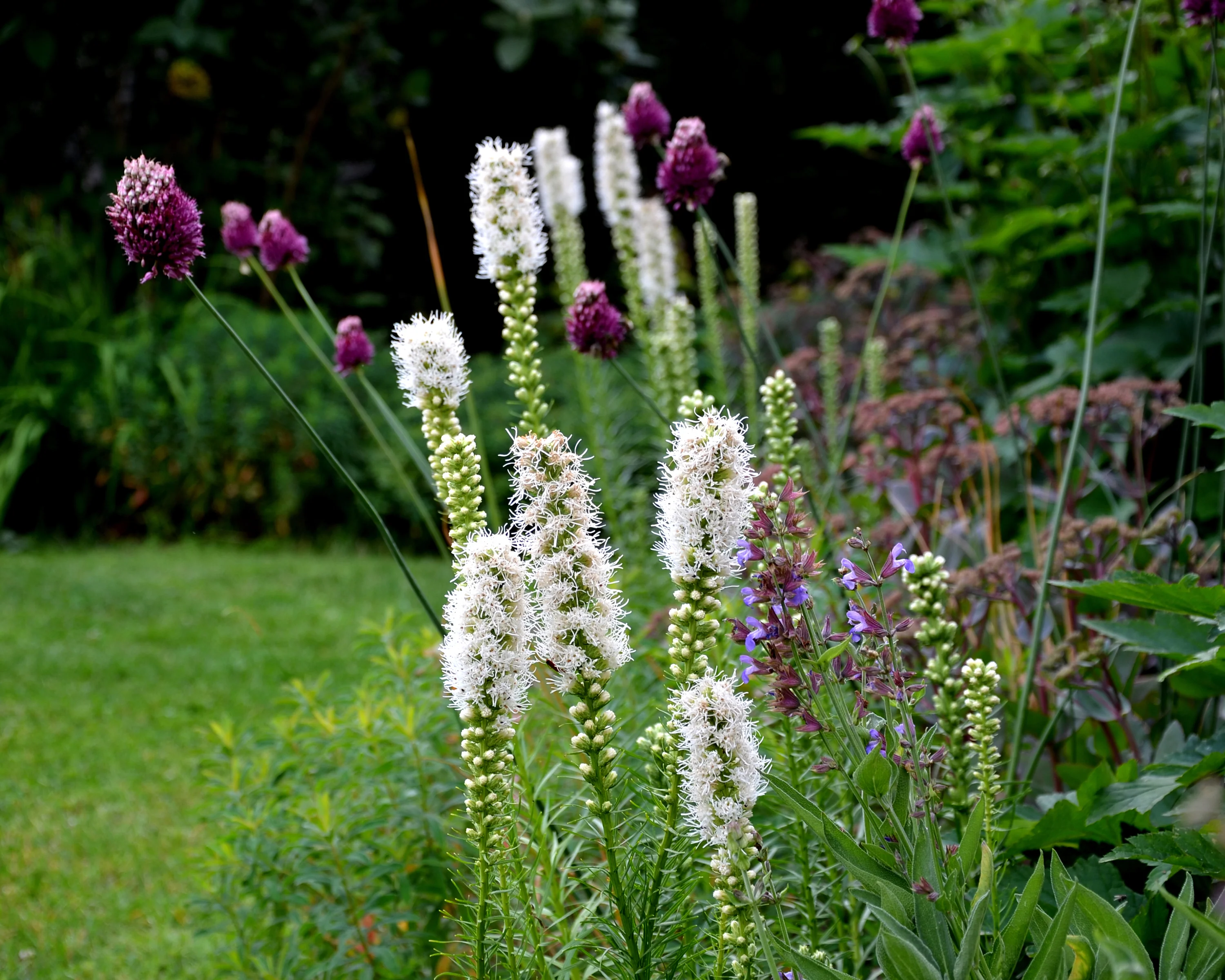 Liatris spicata 'Alba' - Image 3