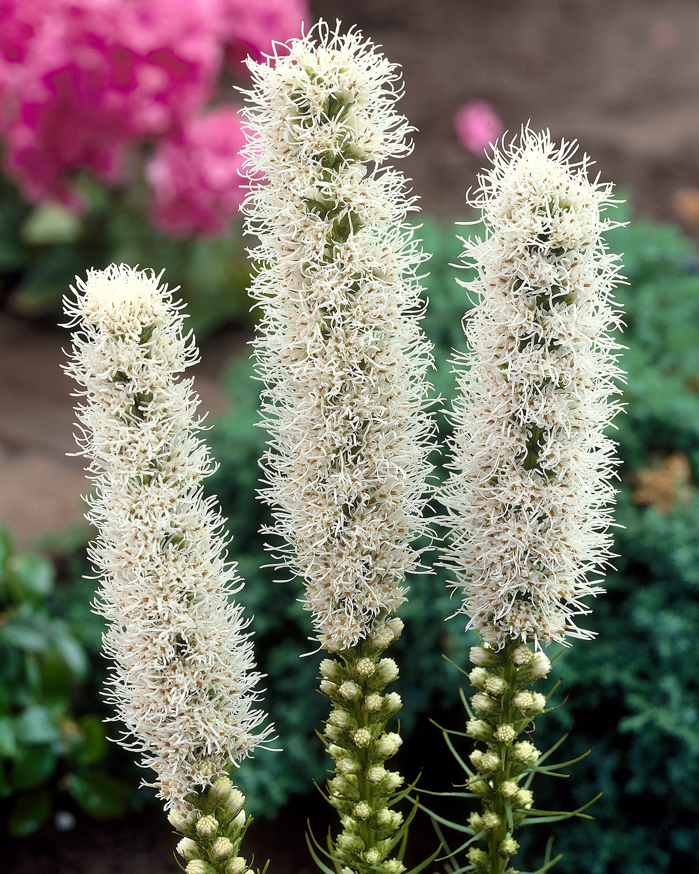 Liatris spicata 'Alba' - Image 6