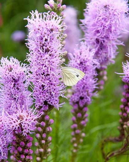 Liatris spicata - Image 5